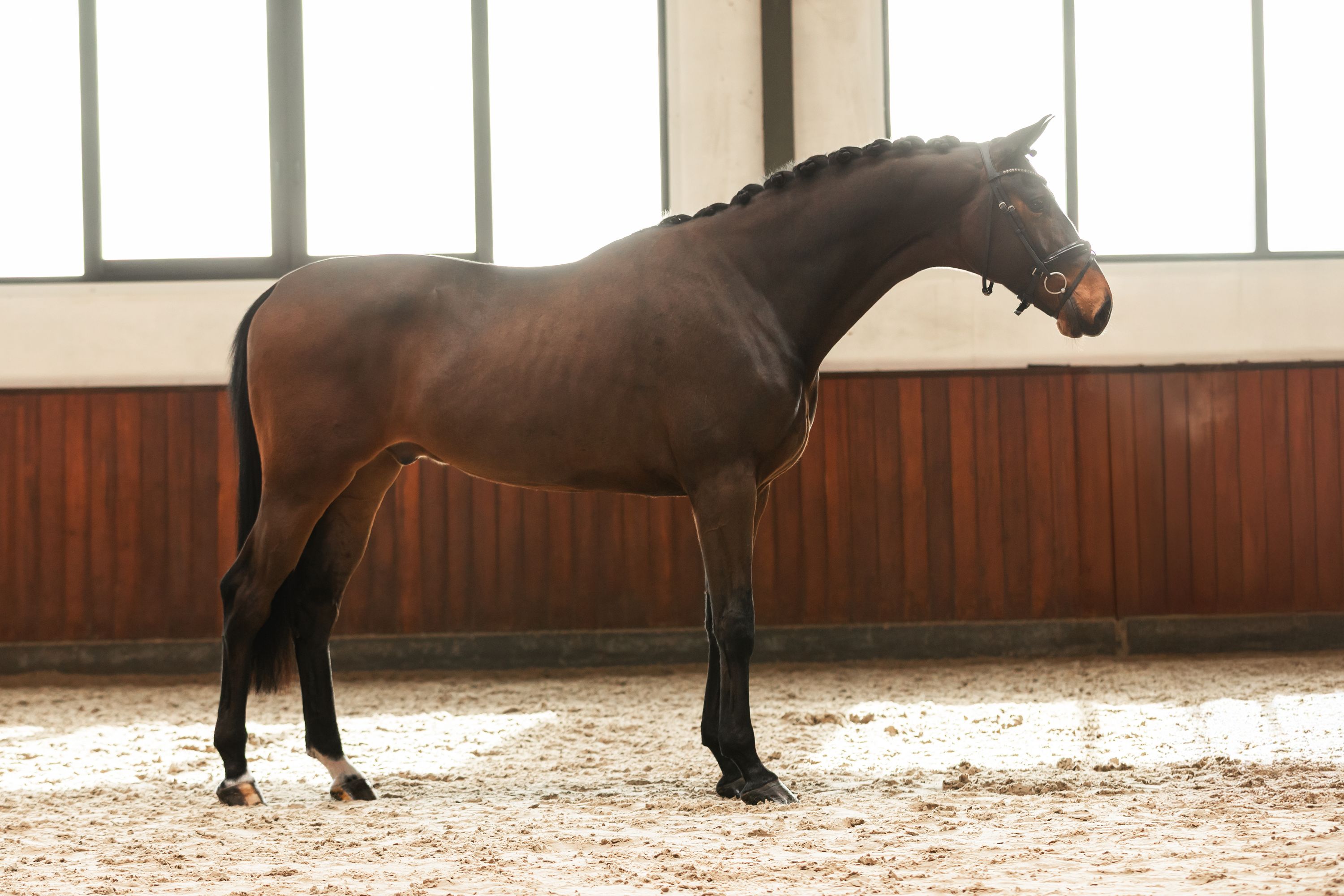 kwpn dressuurpaard ruin 4 years old donkerbruin for sale - Photo 4