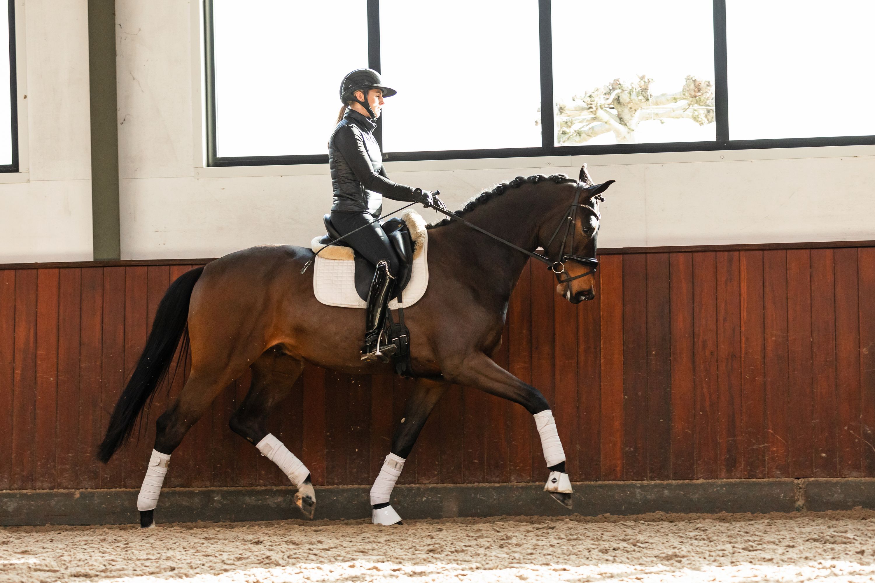 kwpn dressuurpaard ruin 4 years old donkerbruin for sale - Photo 3