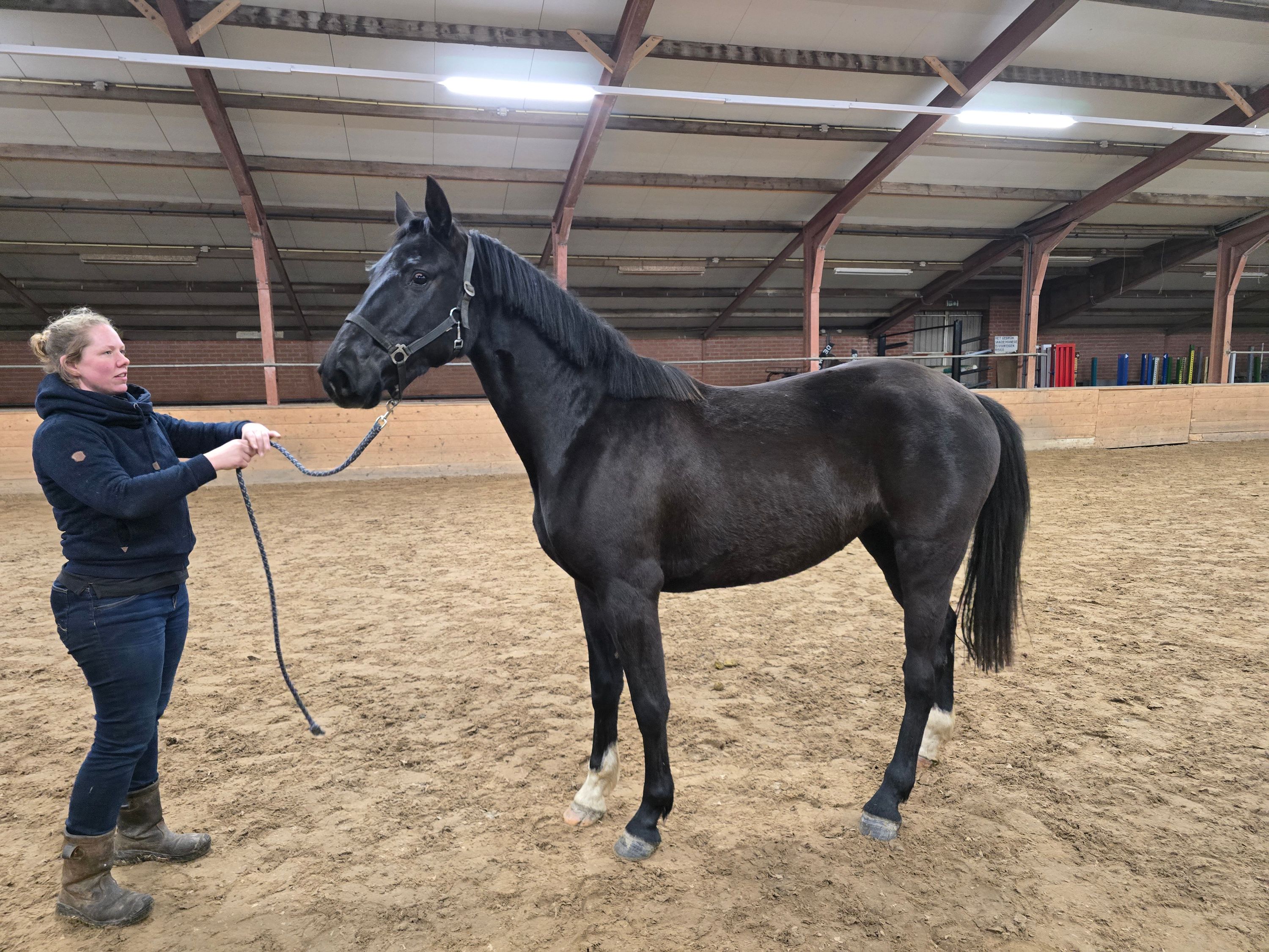 3-year-old black mare, currently 1.64, unbroken