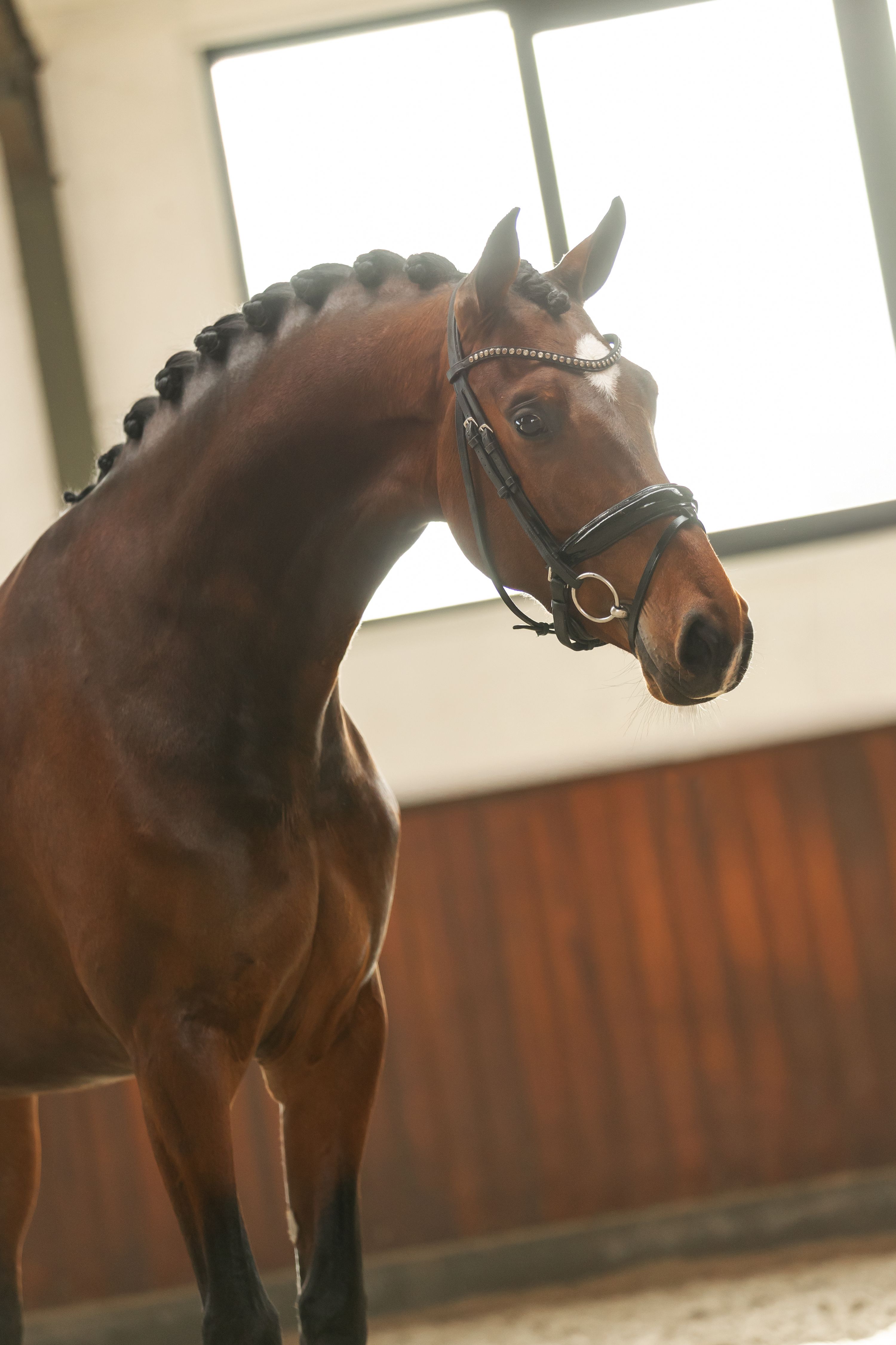 kwpn dressuurpaard merrie 4 years old bruin for sale - Main photo