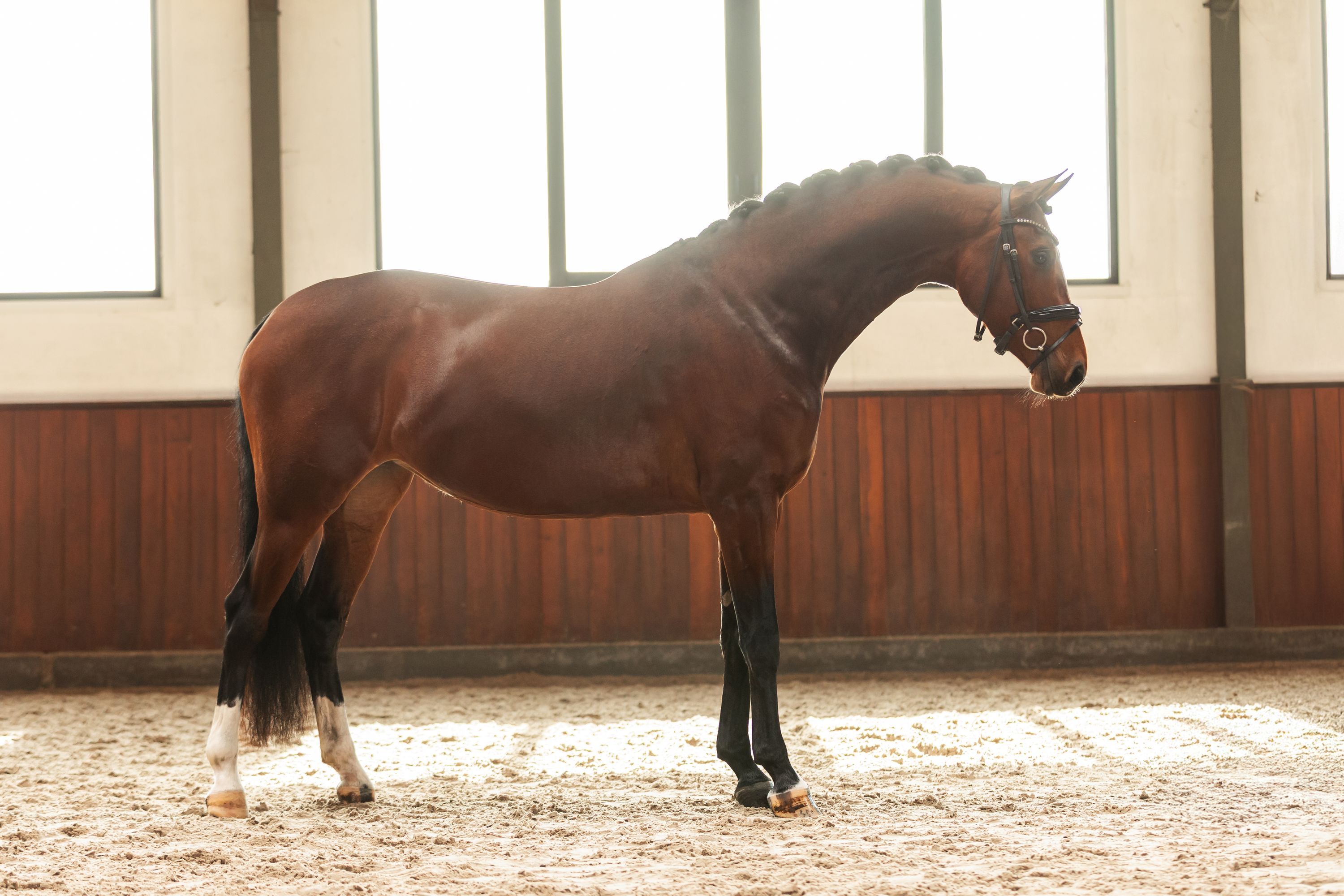 kwpn dressuurpaard merrie 4 years old bruin for sale - Photo 2
