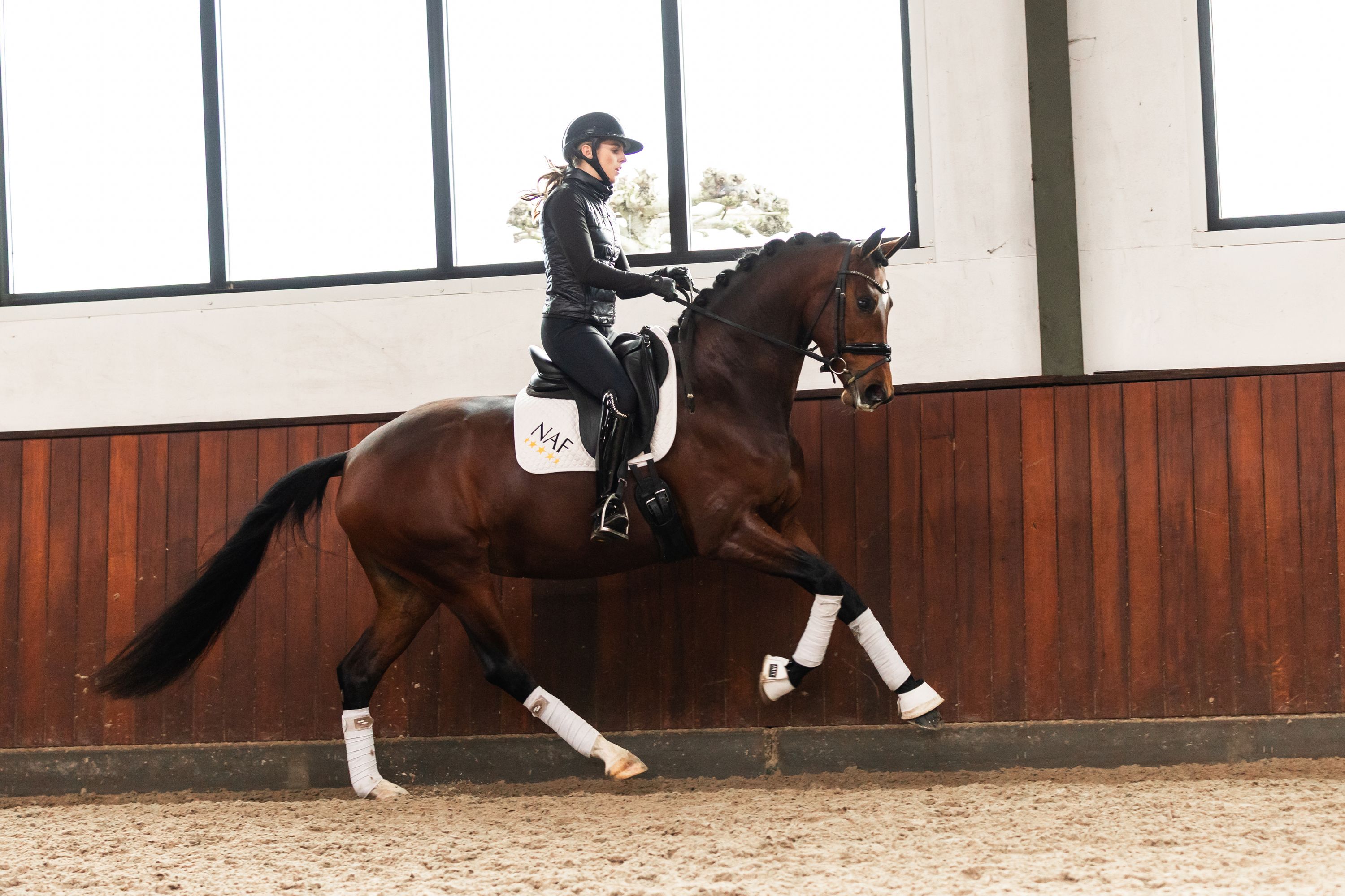 kwpn dressuurpaard merrie 4 years old bruin for sale - Photo 3