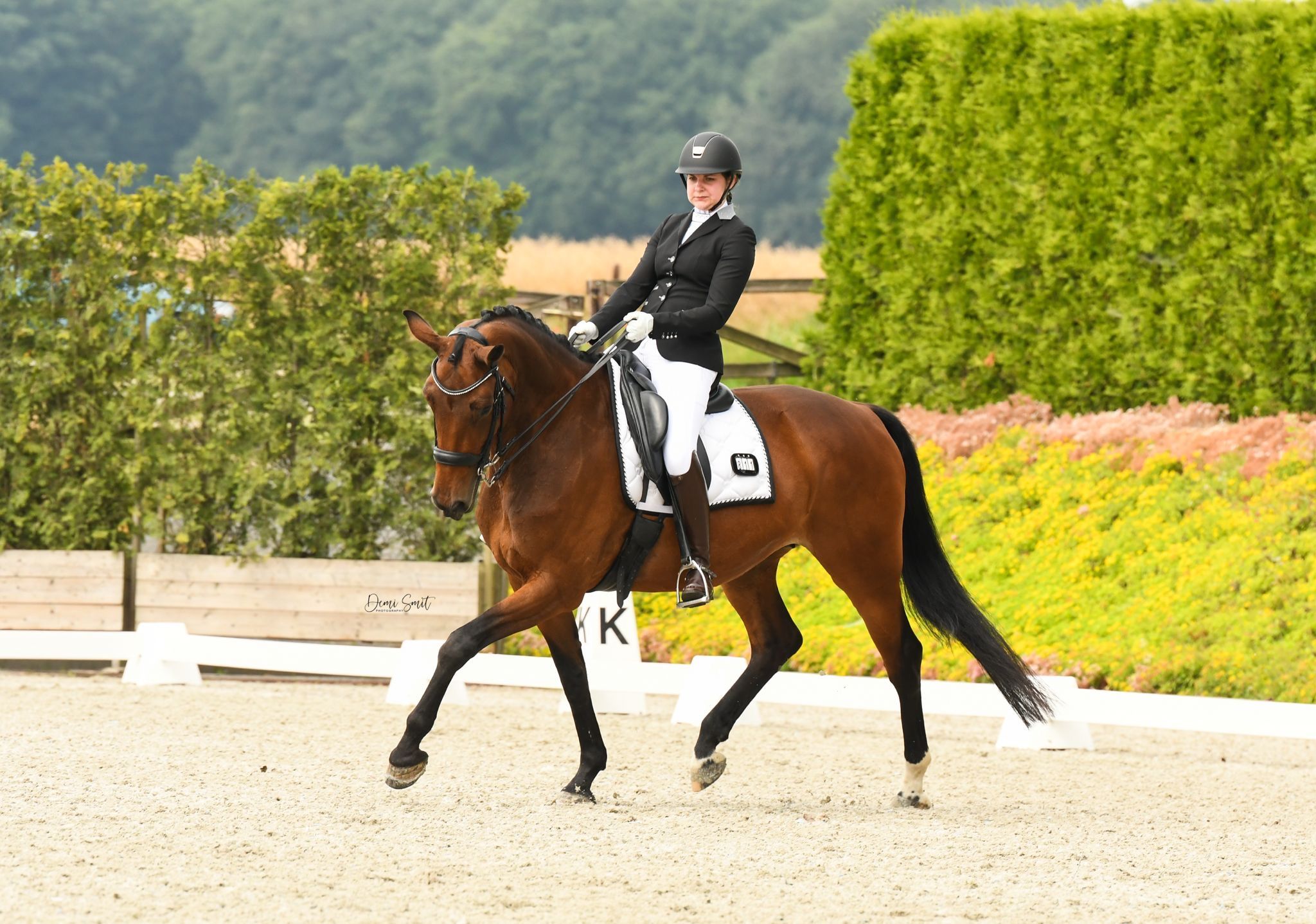 kwpn dressuurpaard merrie 18 years old bruin for sale - Photo 2