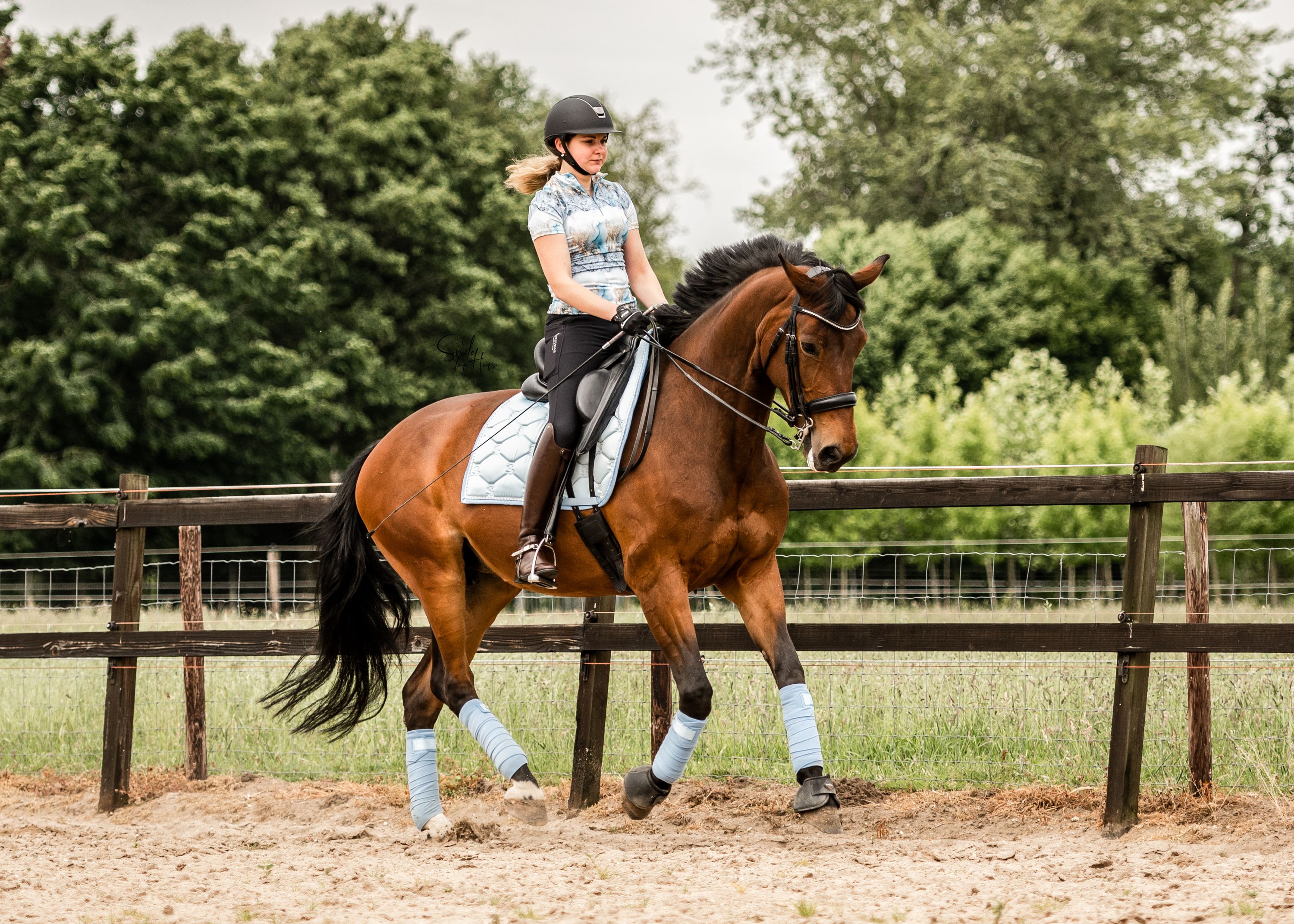 kwpn dressuurpaard merrie 18 years old bruin for sale - Photo 3