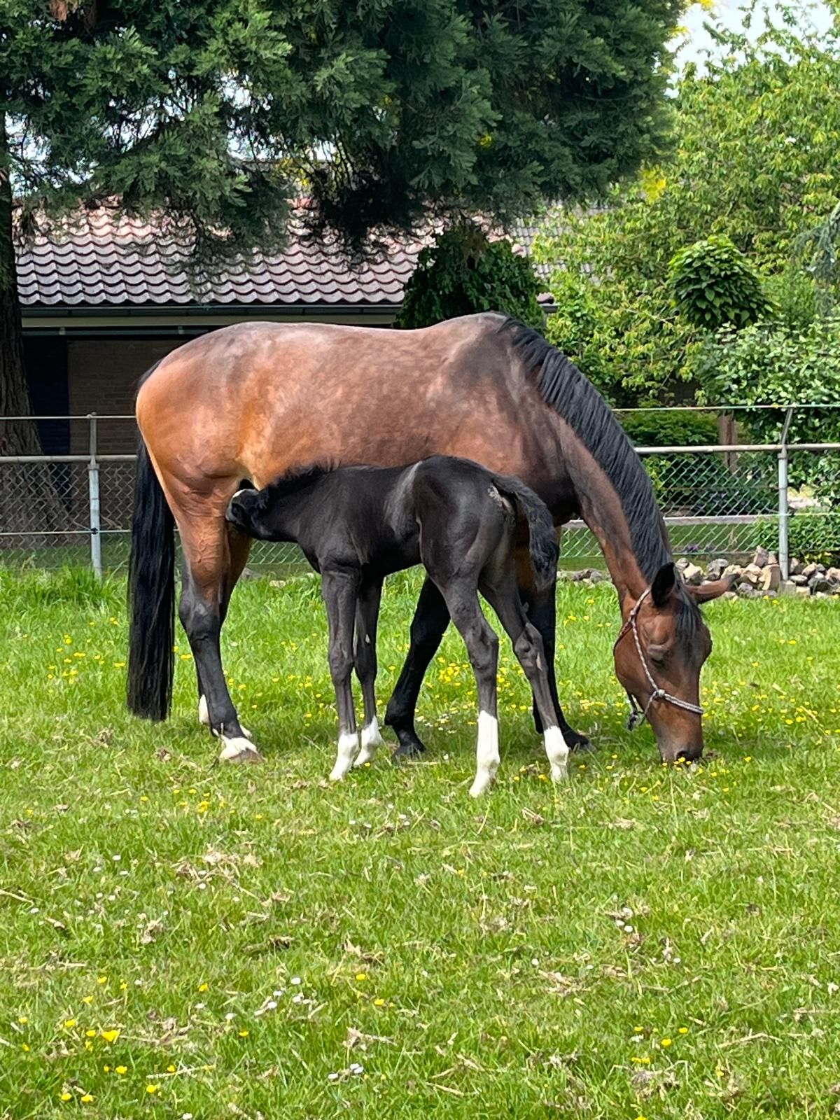 kwpn dressuurpaard merrie 18 years old bruin for sale - Photo 6