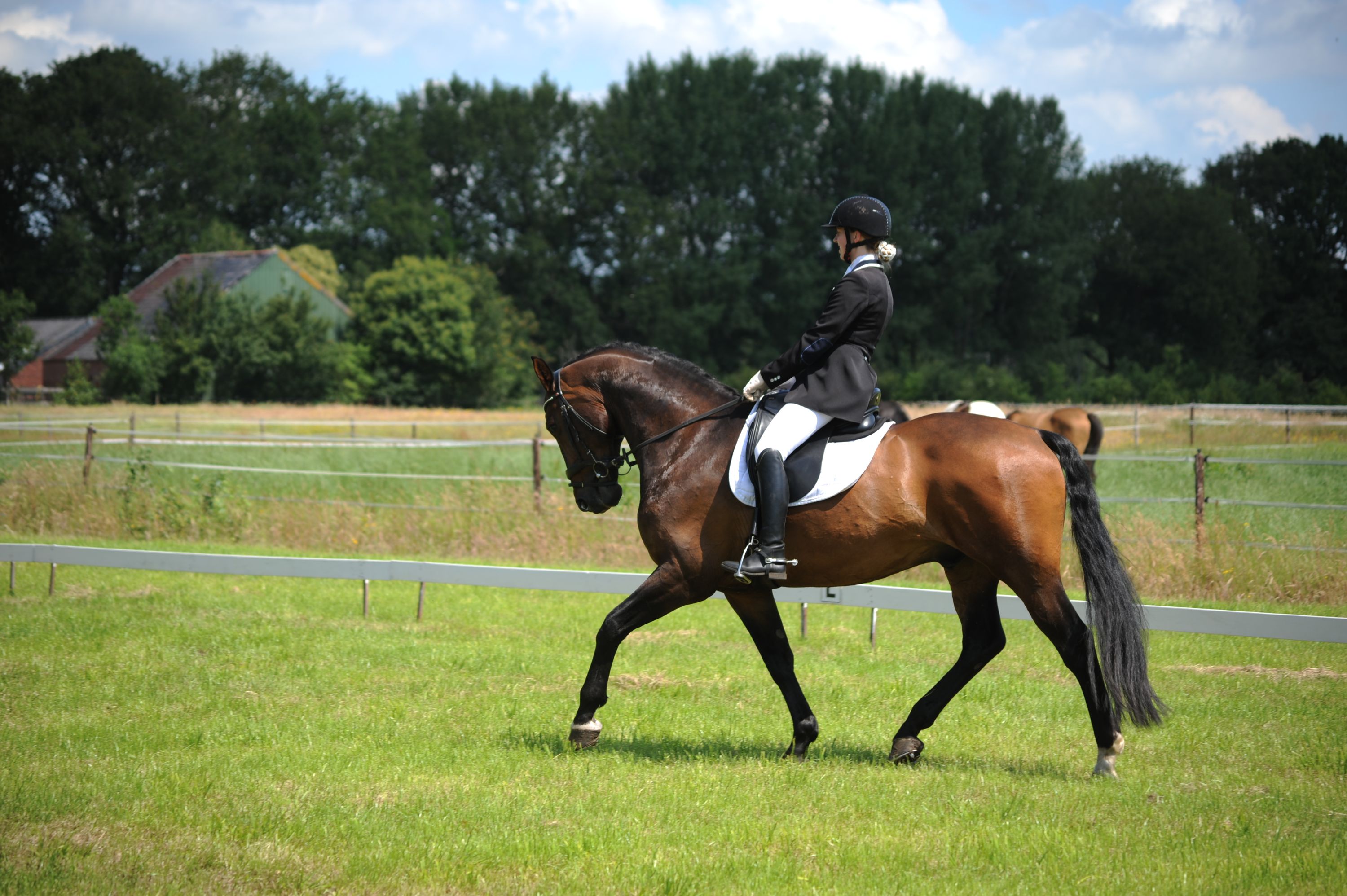 kwpn dressuurpaard ruin 19 years old bruin for sale - Photo 2