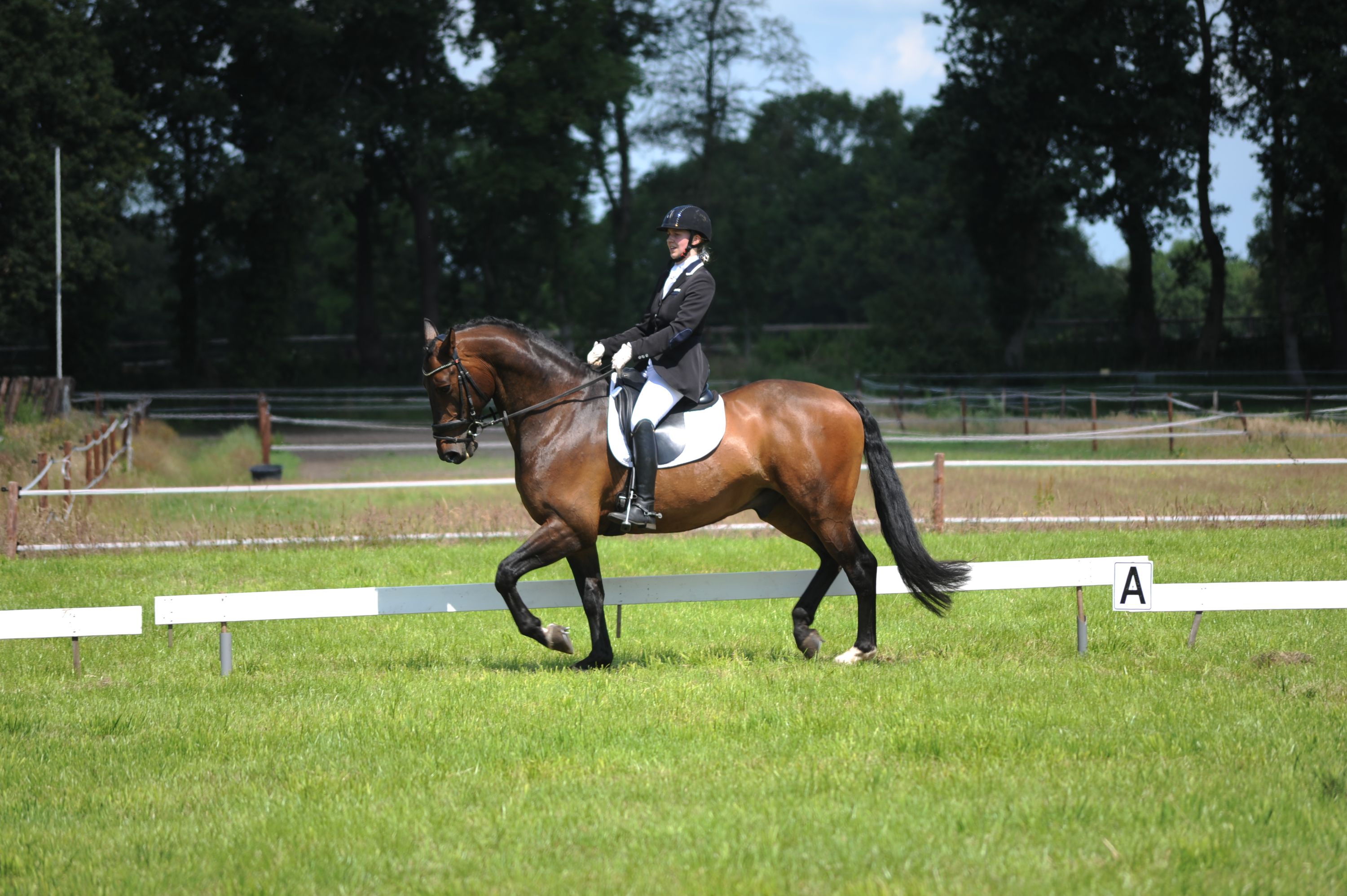 kwpn dressuurpaard ruin 19 years old bruin for sale - Photo 5