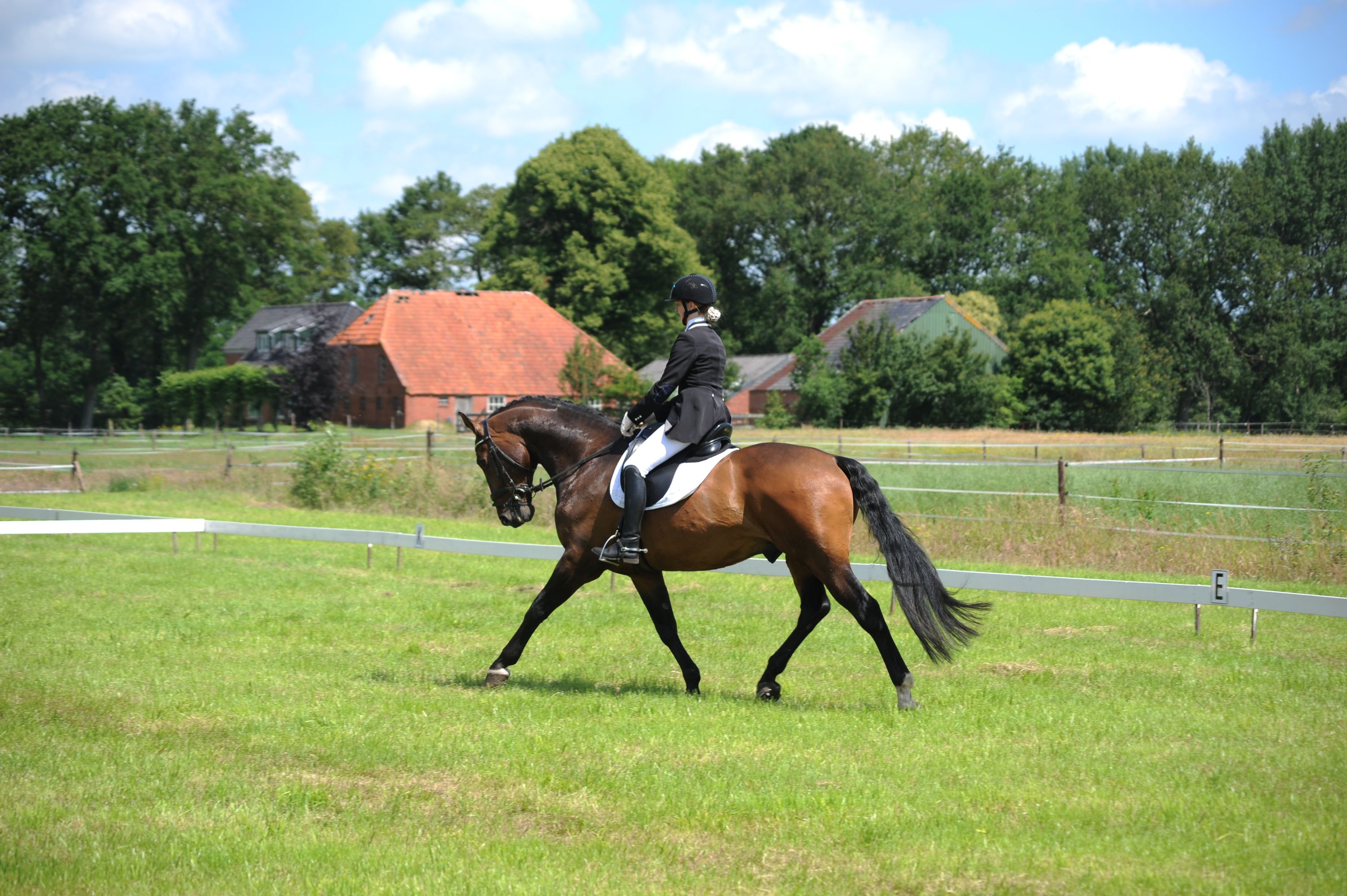 kwpn dressuurpaard ruin 19 years old bruin for sale - Photo 3