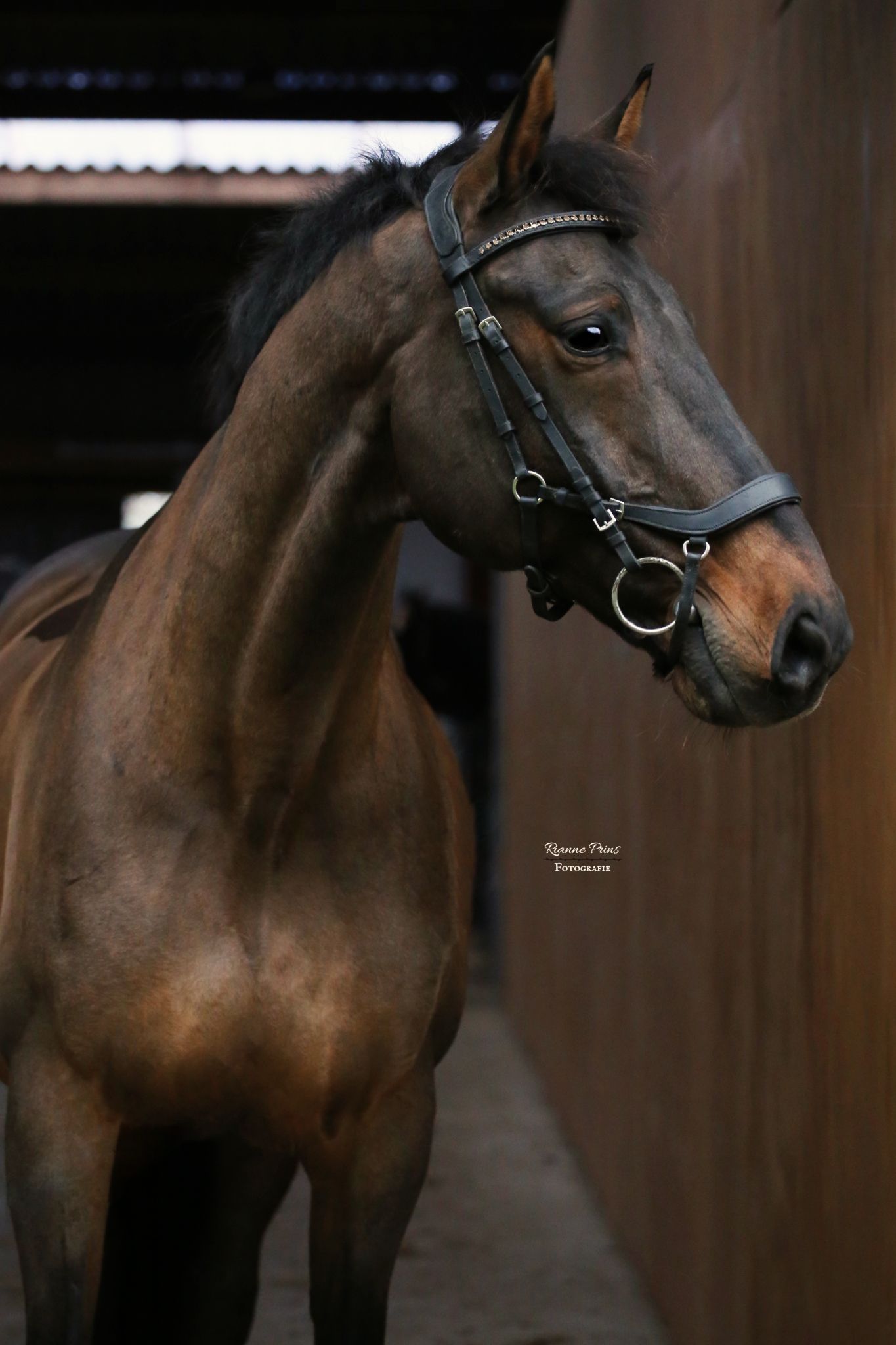 kwpn dressuurpaard ruin 19 years old bruin for sale - Photo 6