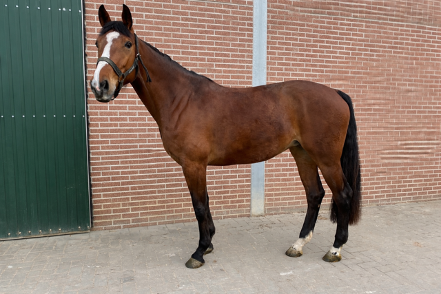 bwp springpaard merrie 5 years old bruin for sale - Main photo