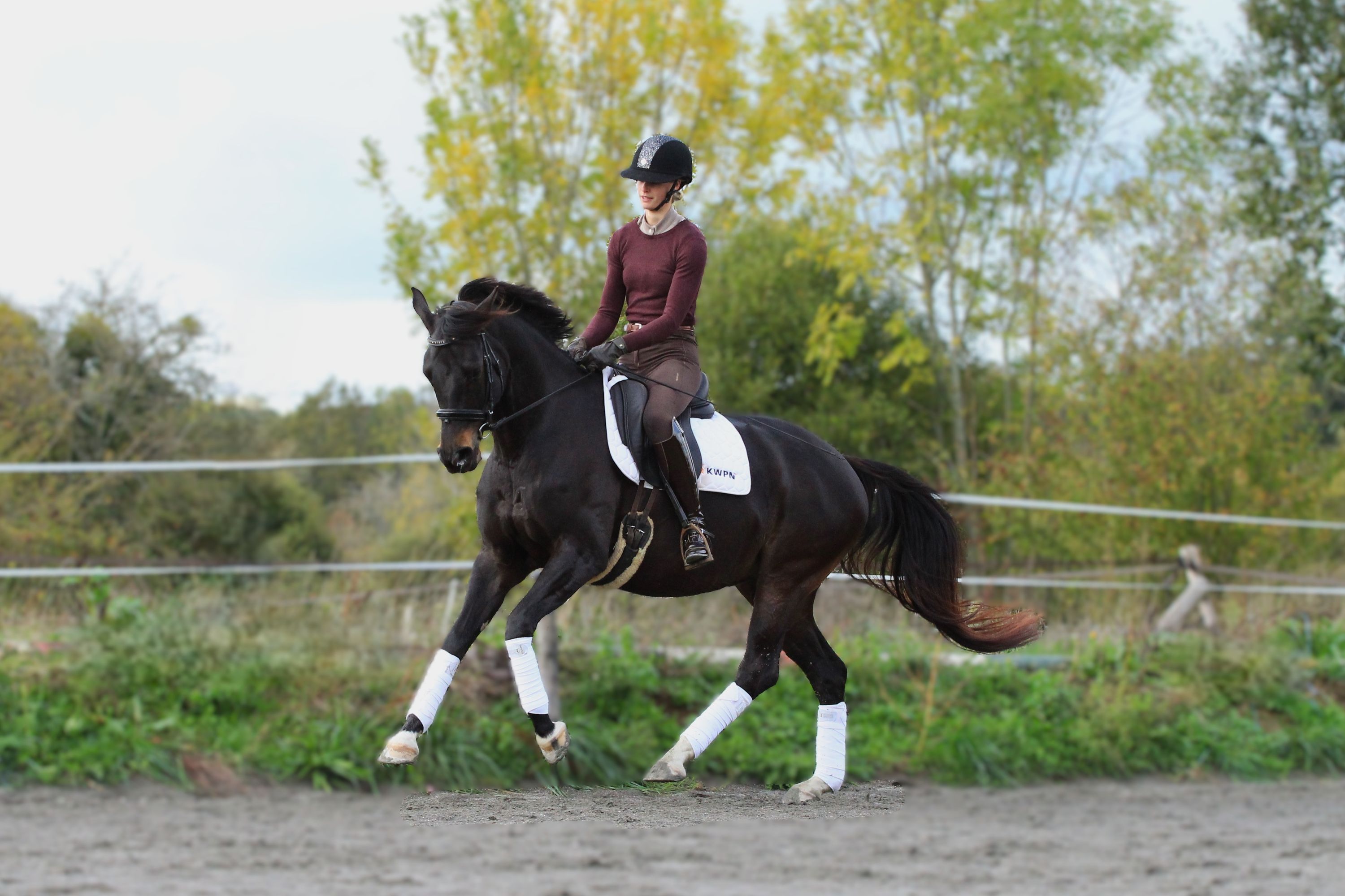 kwpn dressuurpaard merrie 9 years old zwart for sale - Photo 3
