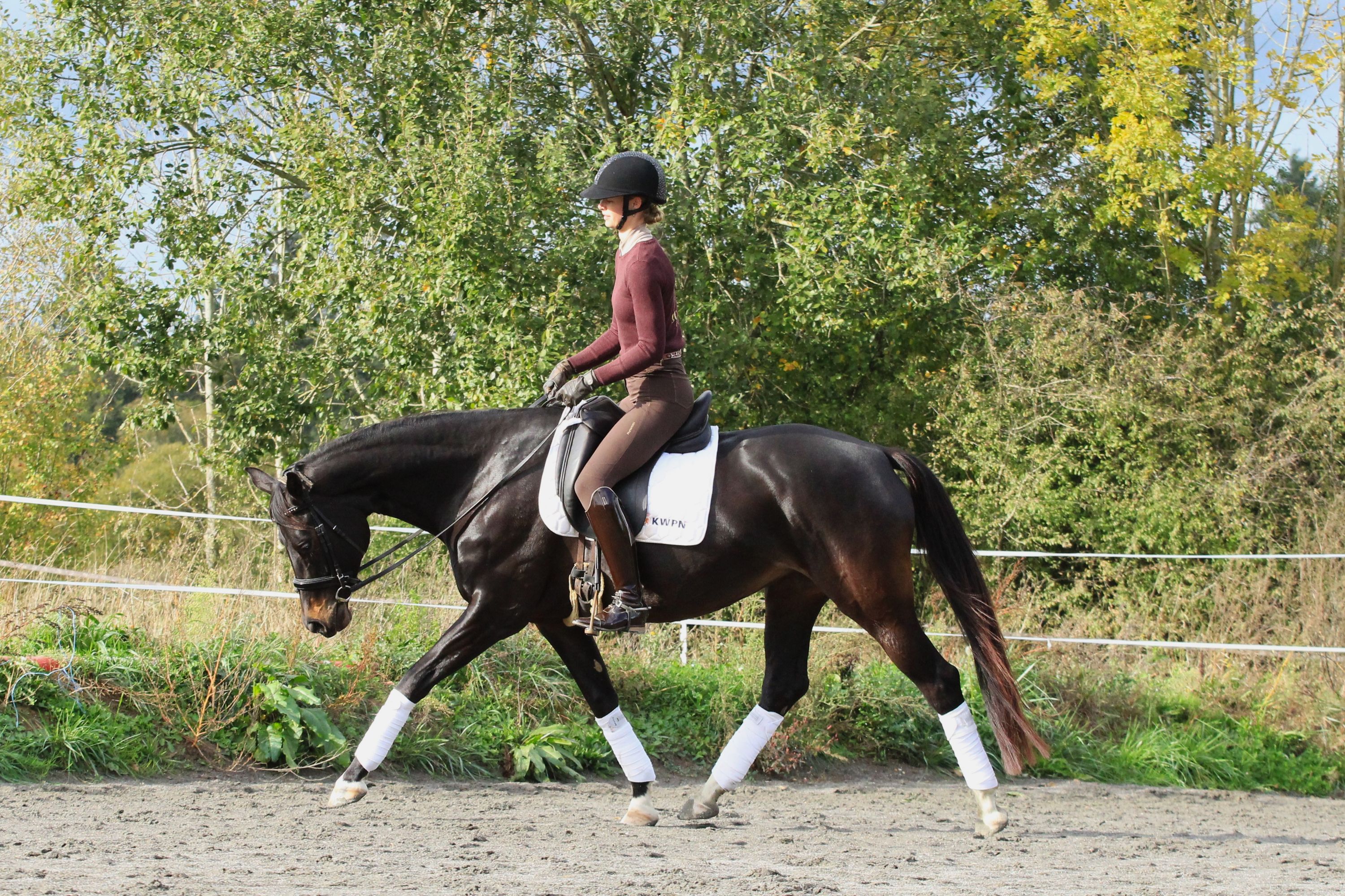 kwpn dressuurpaard merrie 9 years old zwart for sale - Photo 5