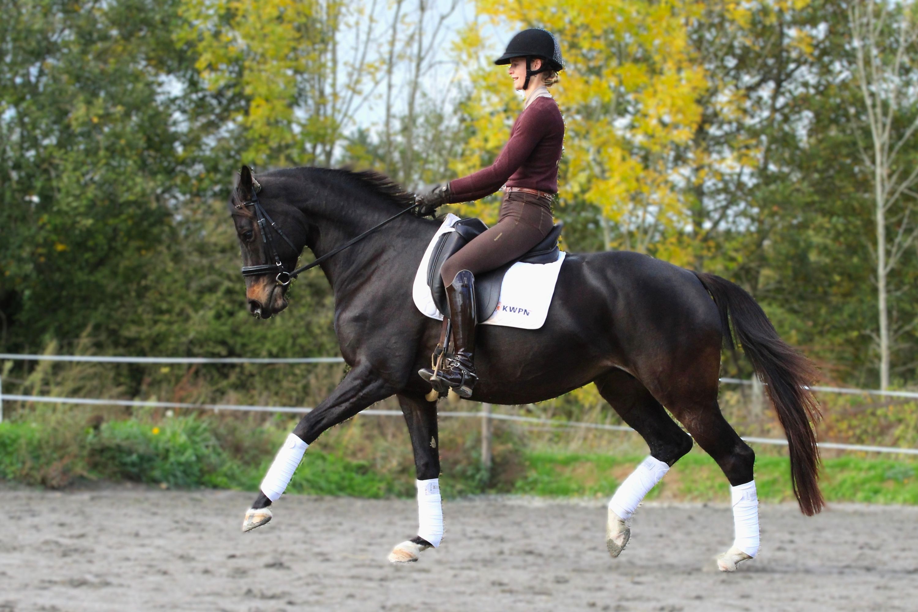kwpn dressuurpaard merrie 9 years old zwart for sale - Photo 4