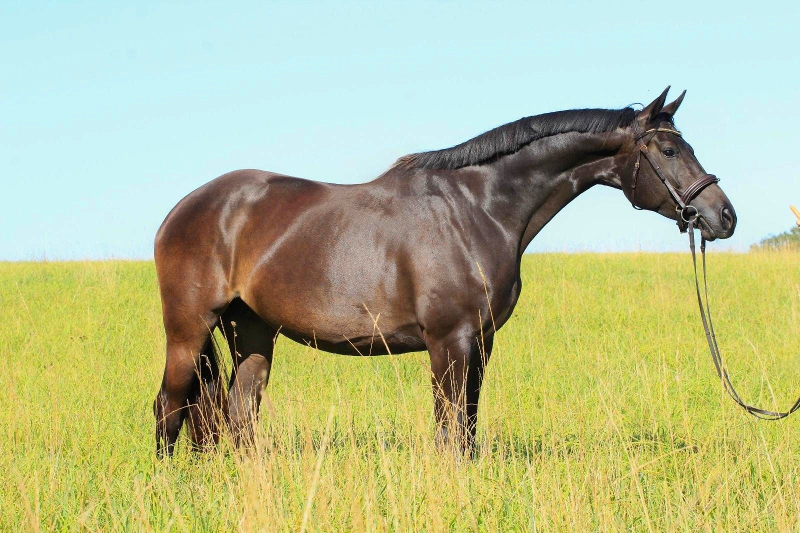 kwpn dressuurpaard merrie 9 years old zwart for sale - Photo 2