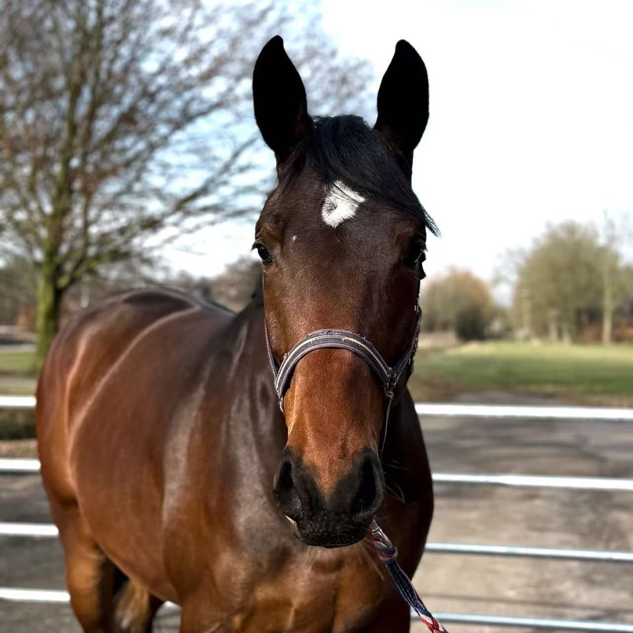 verdi X Chacco blue springpaard merrie 4 years old donkerbruin for sale - Main photo