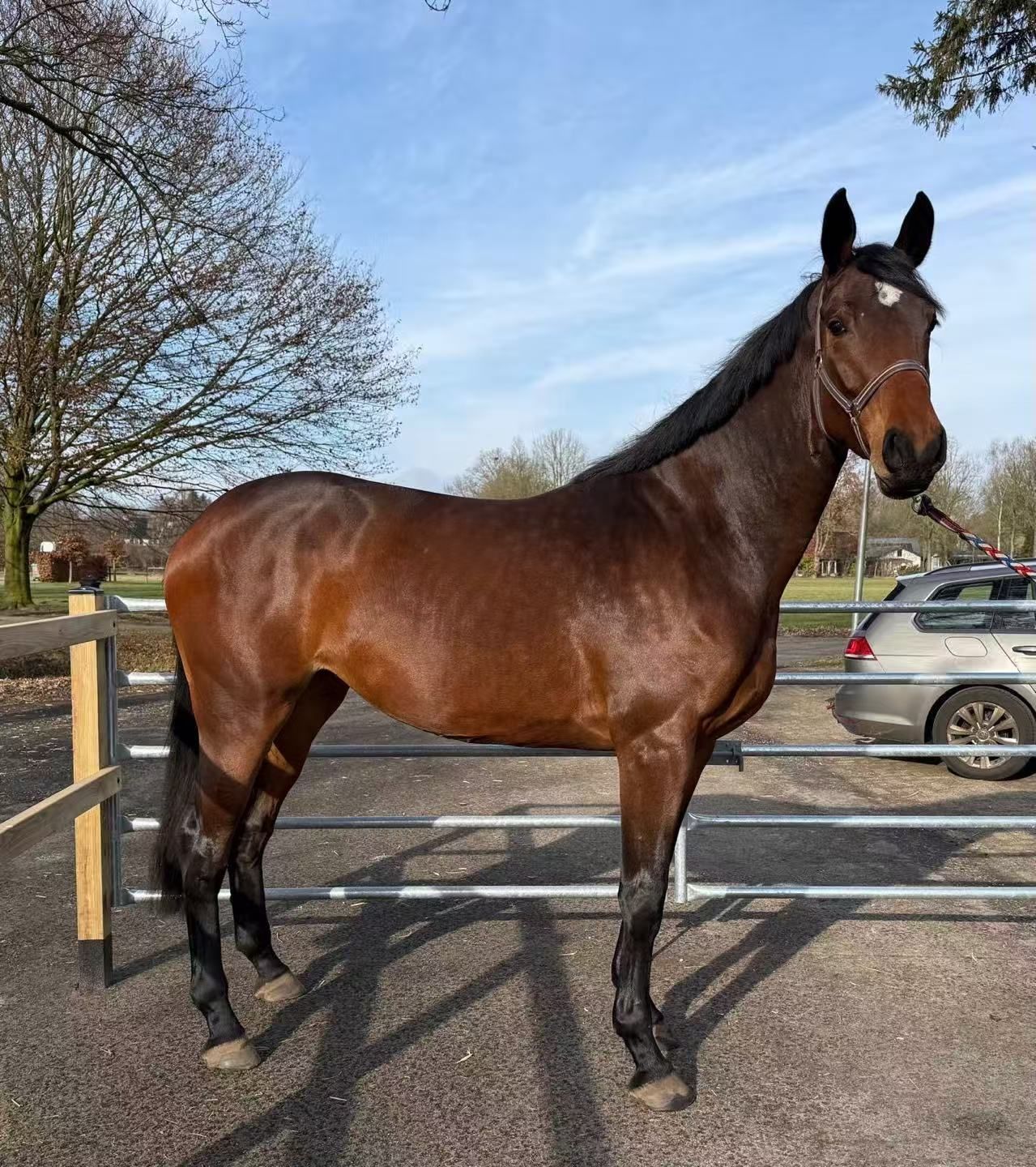 verdi X Chacco blue springpaard merrie 4 years old donkerbruin for sale - Photo 4