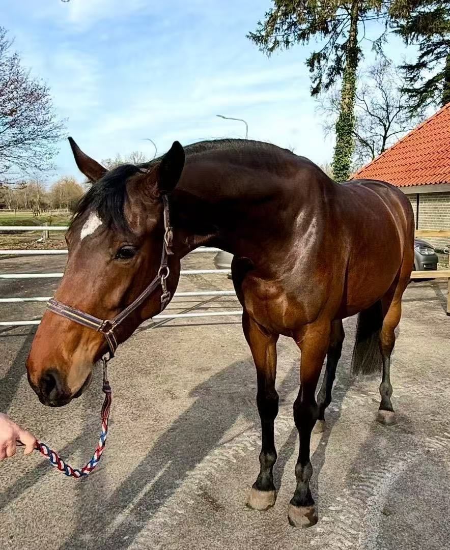 verdi X Chacco blue springpaard merrie 4 years old donkerbruin for sale - Photo 3