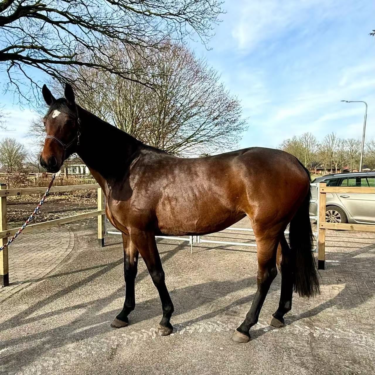 verdi X Chacco blue springpaard merrie 4 years old donkerbruin for sale - Photo 2