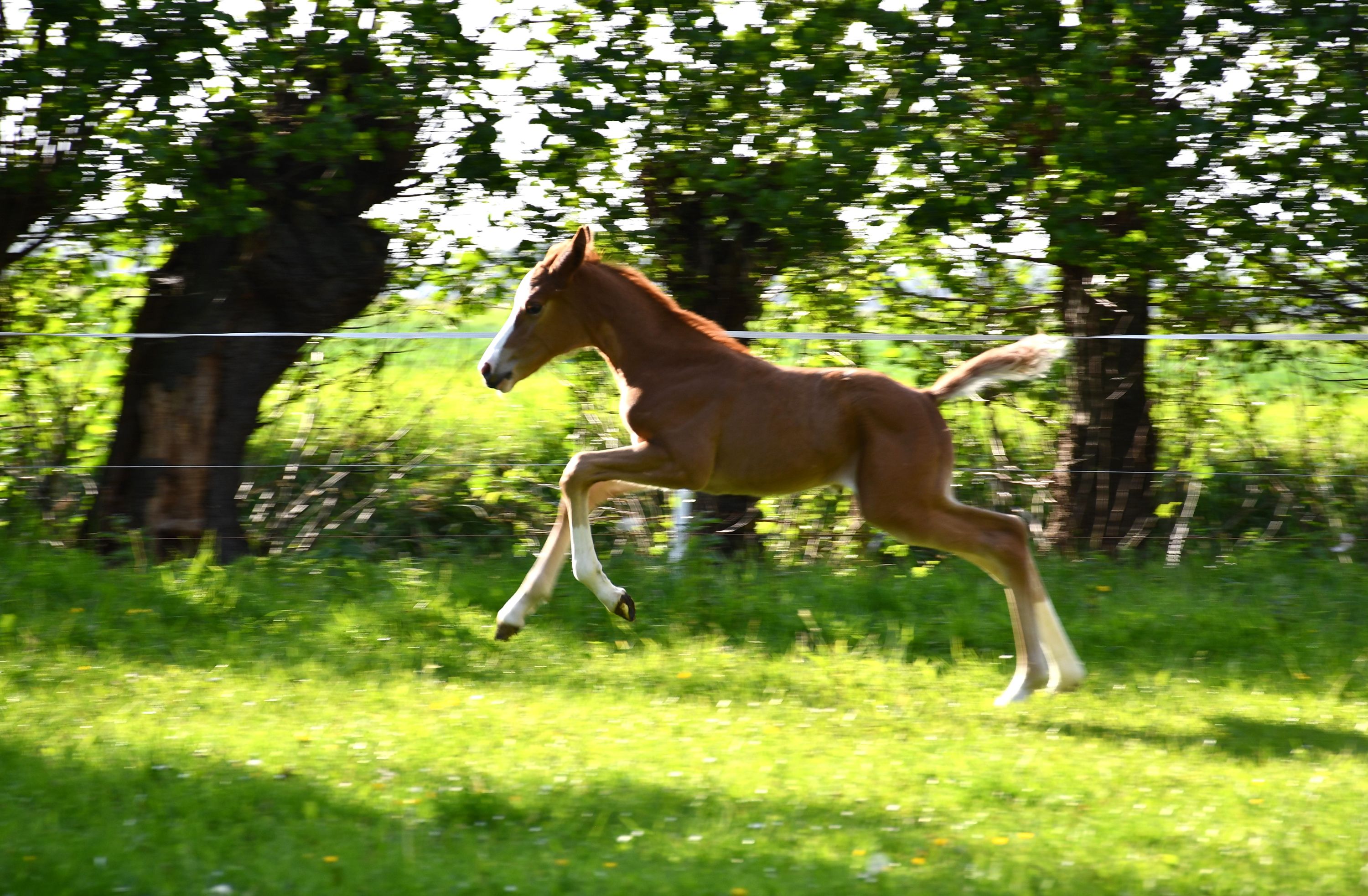 Zangersheide springpaard Merrie 3 ani de vânzare - Foto 6