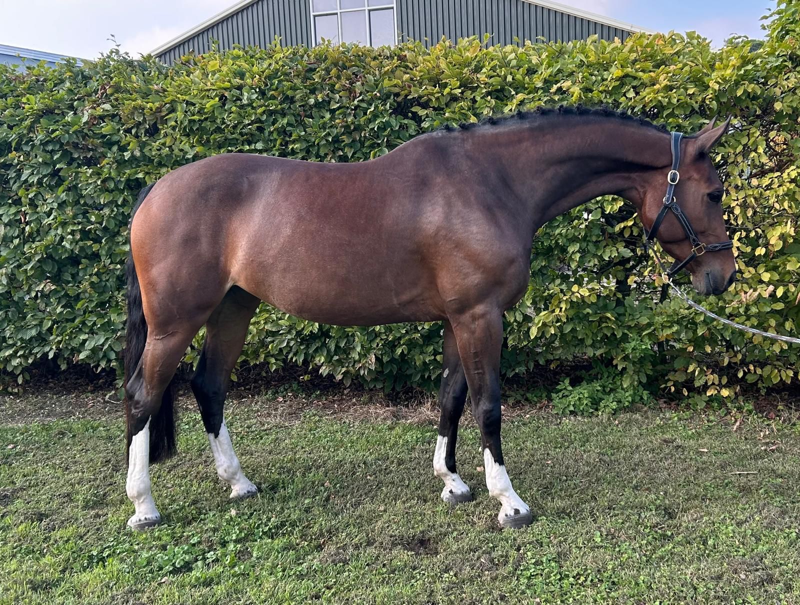All-round sports horse!