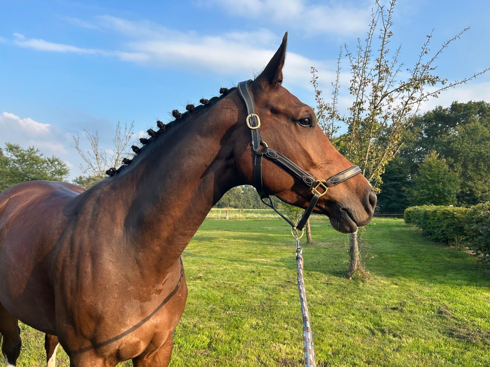 zangersheide allrounder merrie 6 years old donkerbruin for sale - Photo 2
