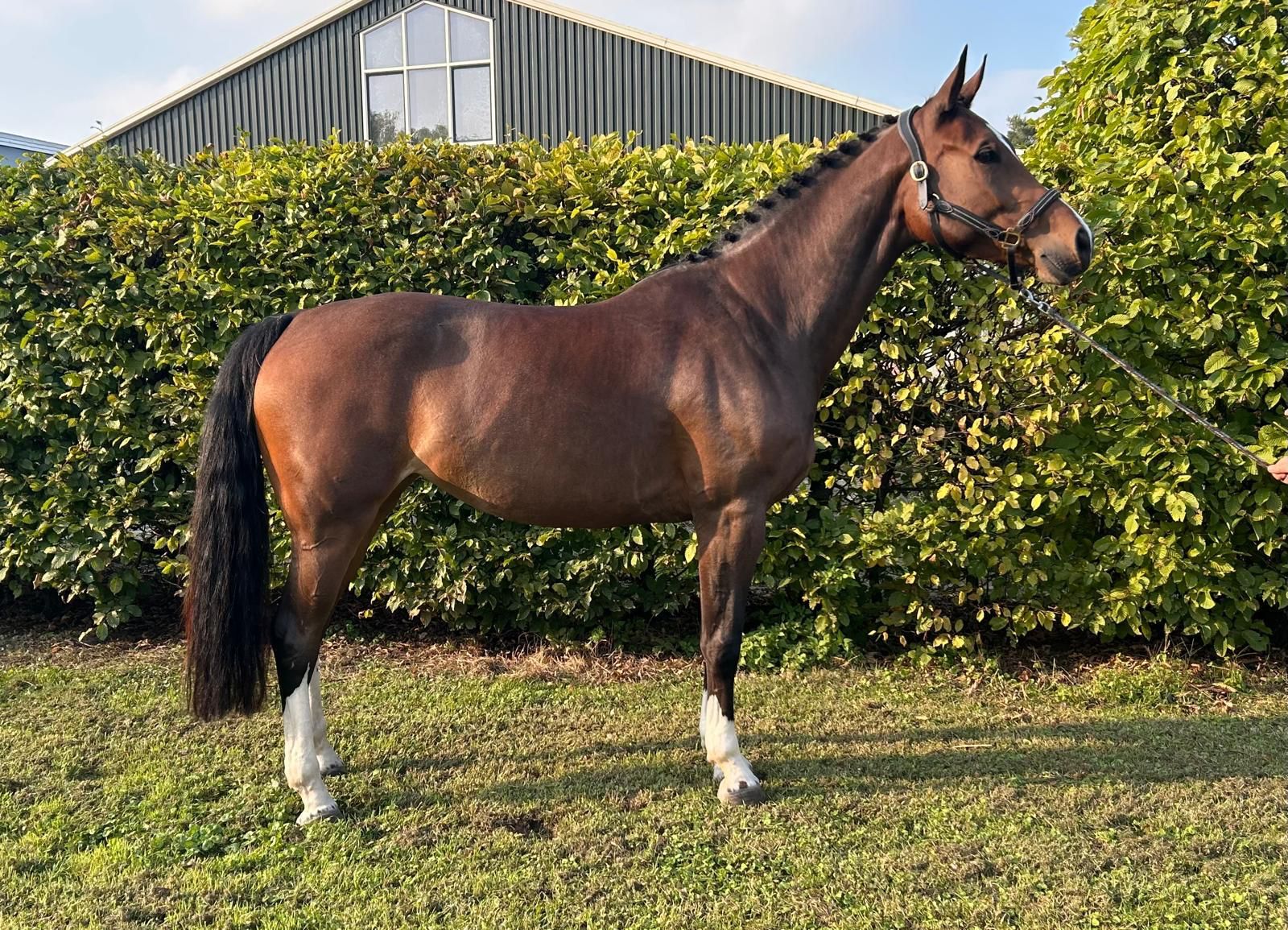 zangersheide allrounder merrie 6 years old donkerbruin for sale - Photo 3