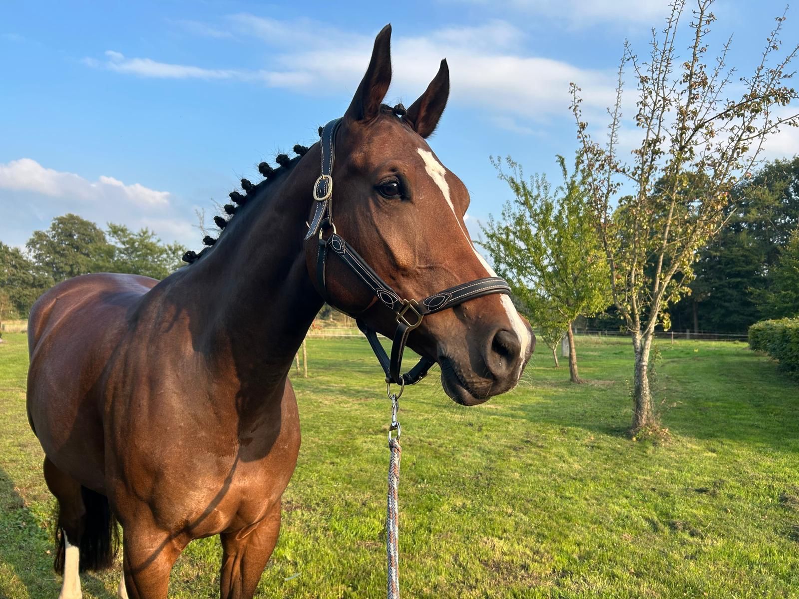 zangersheide allrounder merrie 6 years old donkerbruin for sale - Photo 4