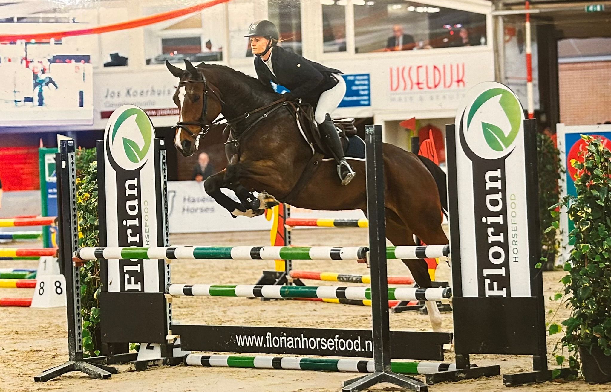 zangersheide allrounder merrie 6 years old donkerbruin for sale - Photo 6