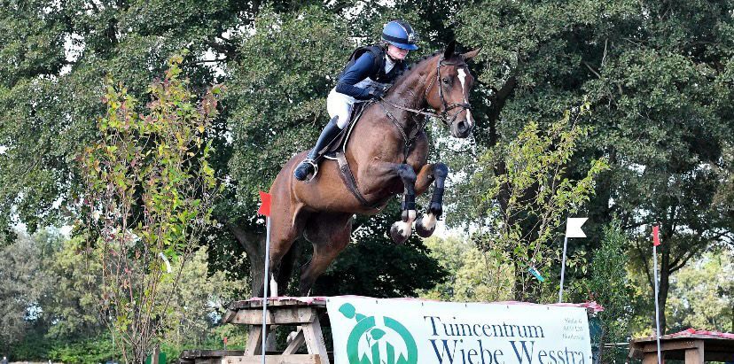zangersheide allrounder merrie 6 years old donkerbruin for sale - Photo 5