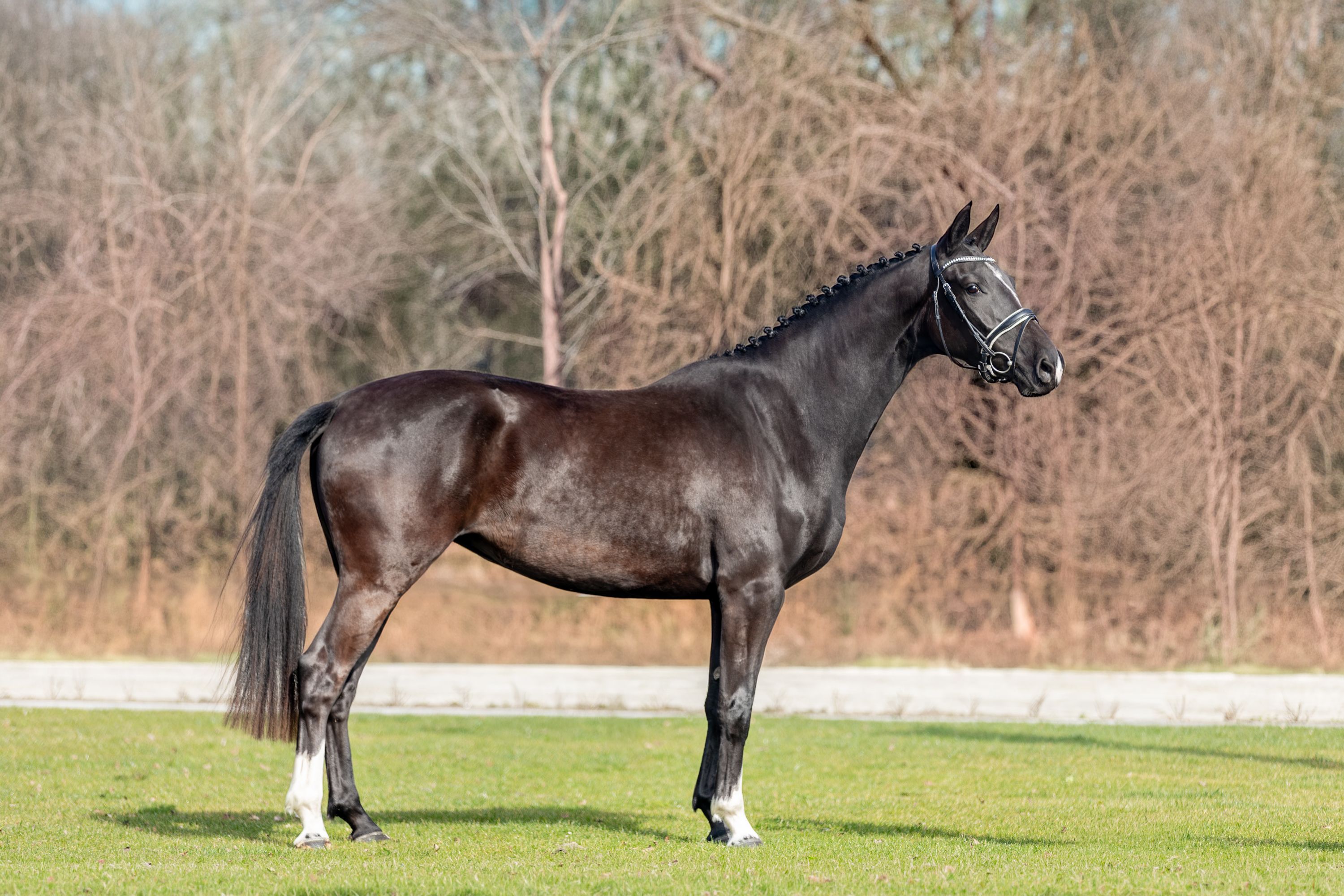 Una "coccolona" con genealogia comprovata! Negro x Jazz (1.70m)