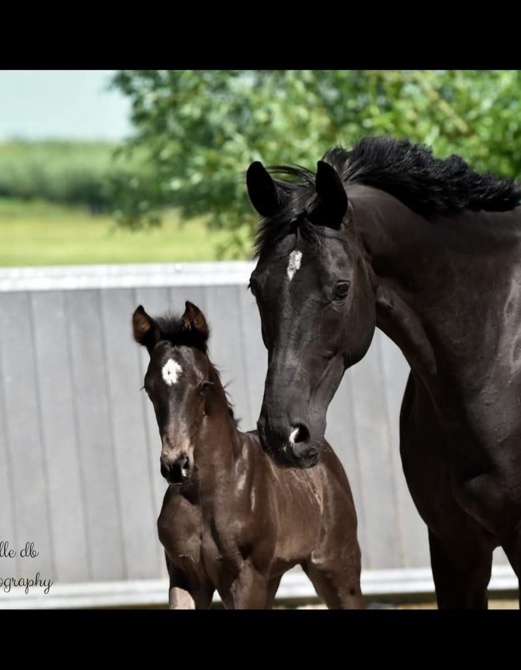 ✨🐴 Exclusive broodmare with proven dressage genes San Amour x Curator (Hanoverian)