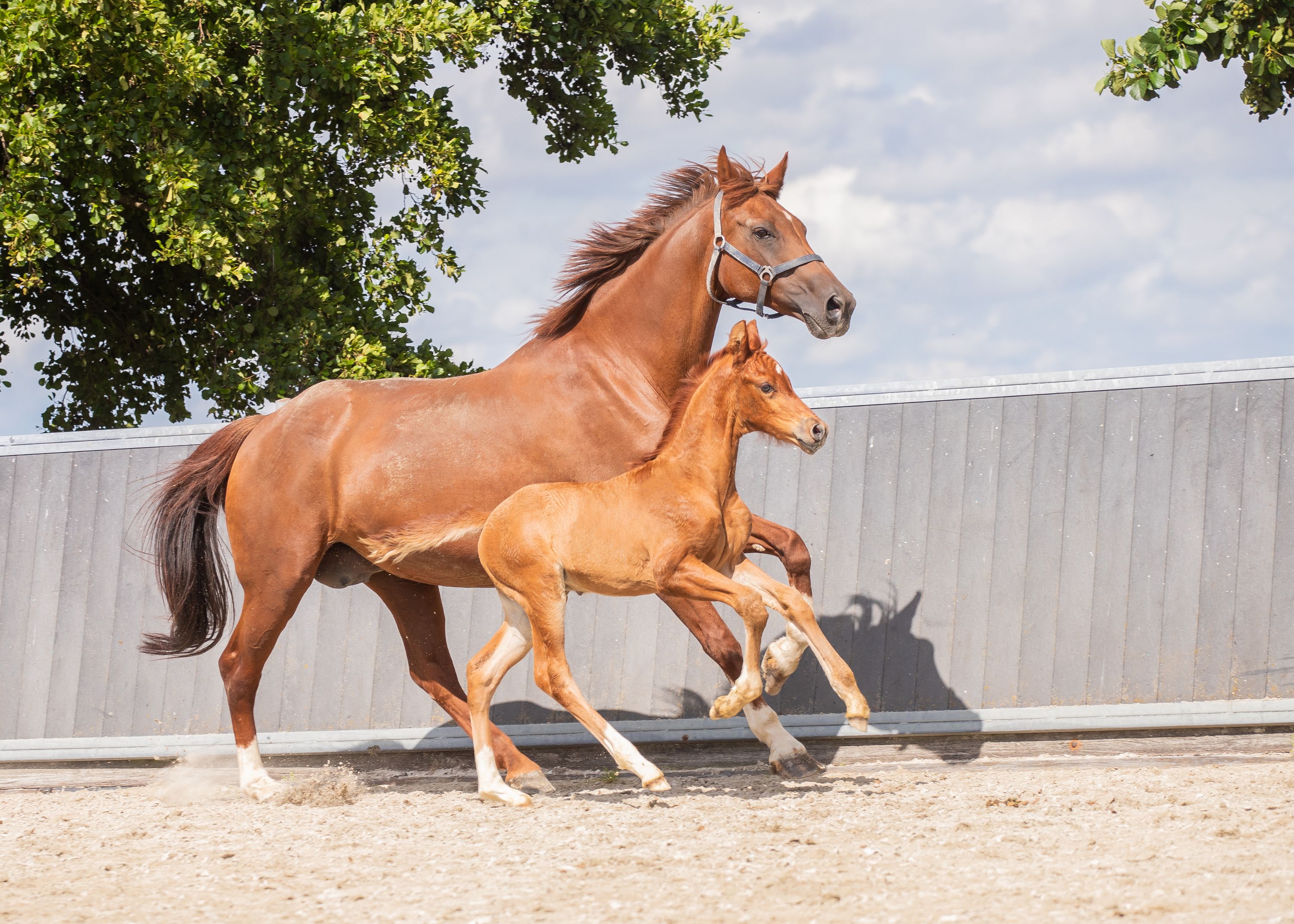 ✨🐴 Yegua de cría de élite con predicados excepcionales Johnson x Cabochon