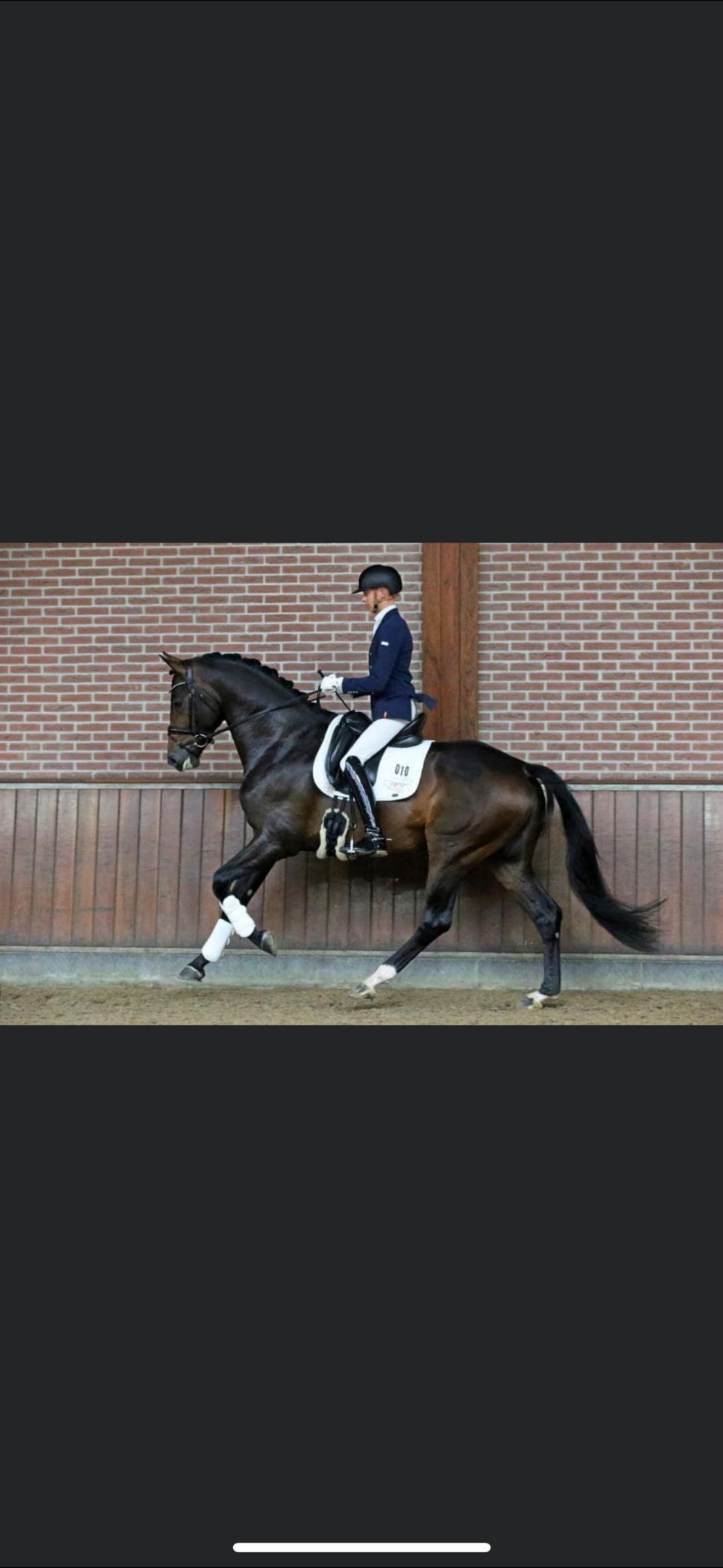 kwpn dressuurpaard hengst 8 Jahre alt donkerbruin zu verkaufen - Foto 2