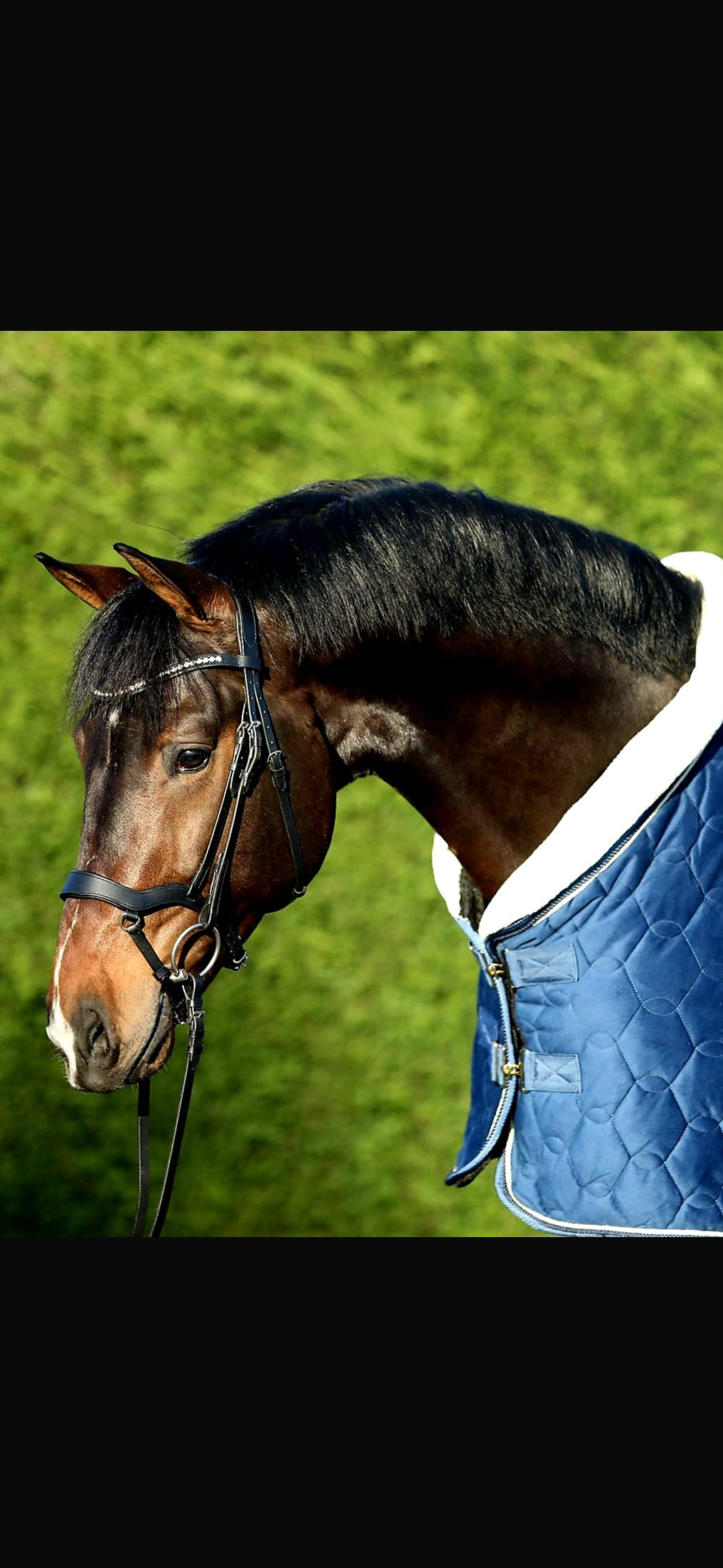 kwpn dressuurpaard hengst 8 Jahre alt donkerbruin zu verkaufen - Foto 5