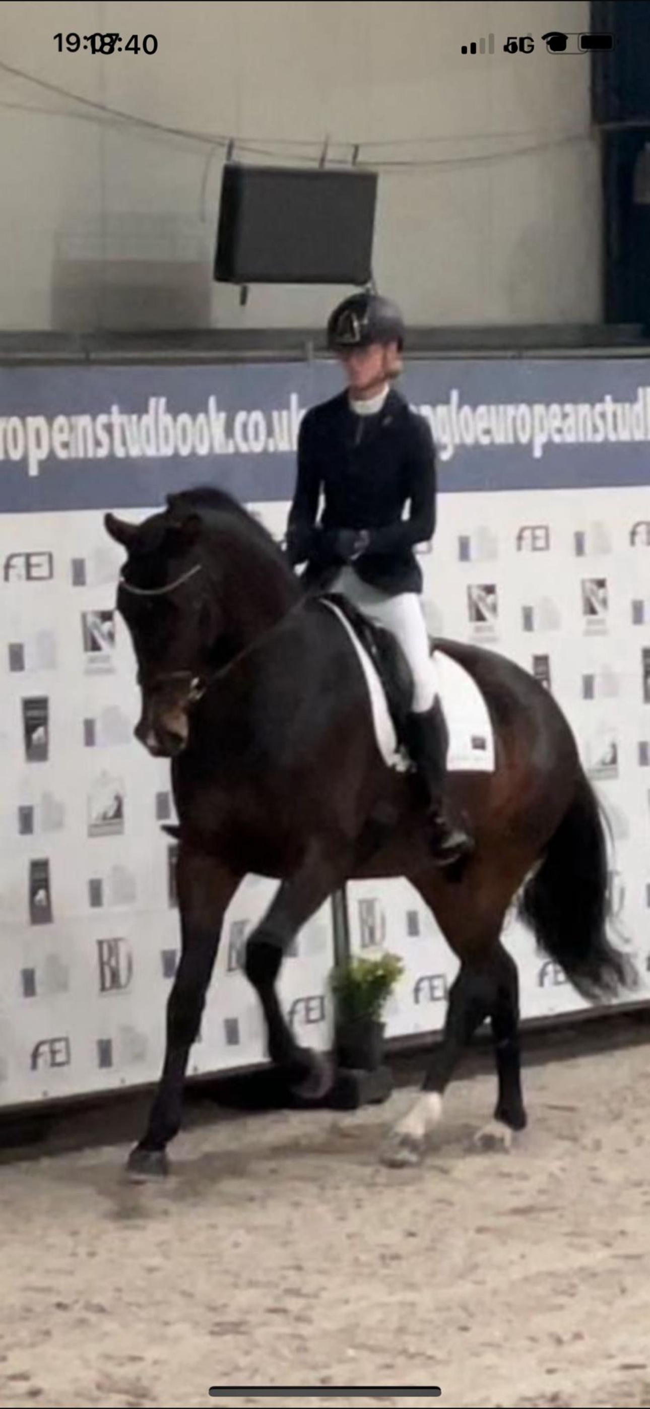 kwpn dressuurpaard hengst 8 Jahre alt donkerbruin zu verkaufen - Foto 6