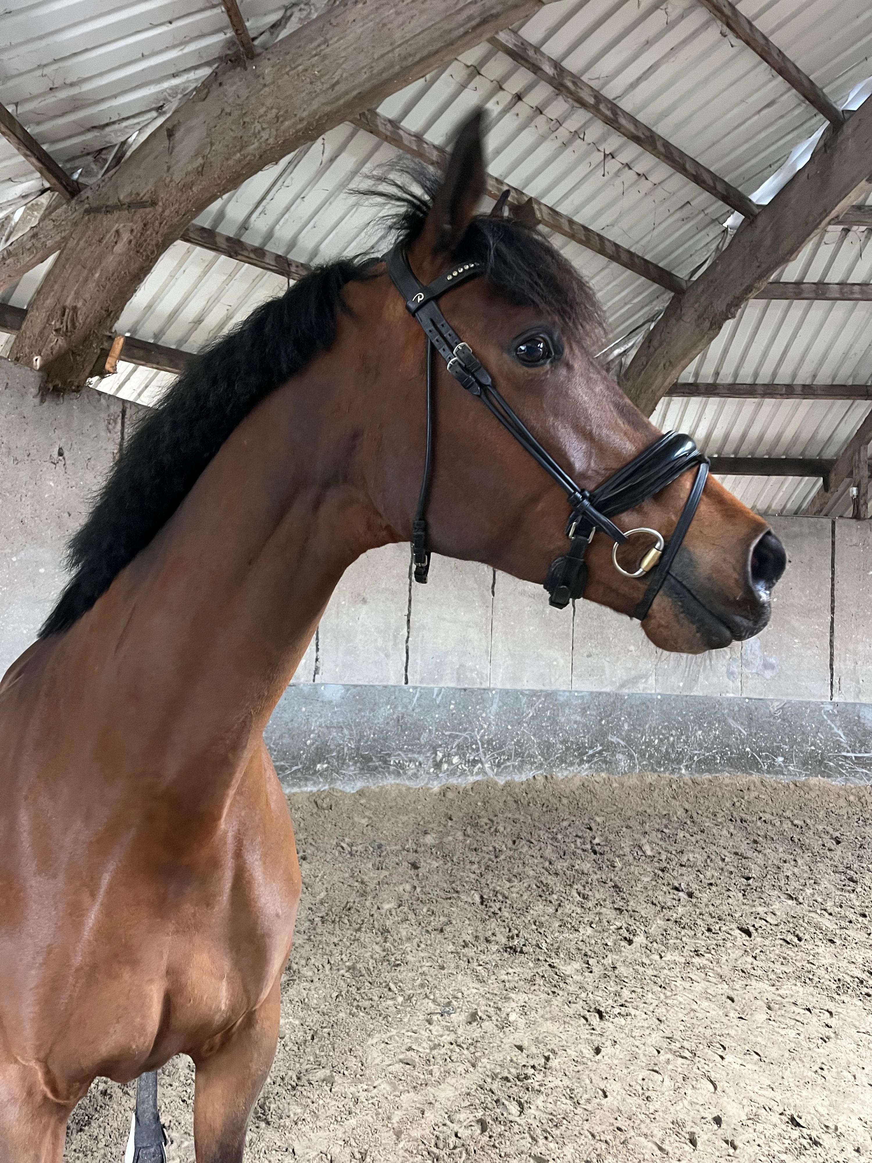 kwpn dressuurpaard merrie 7 歳 donkerbruin 売り出し中 - 写真 3