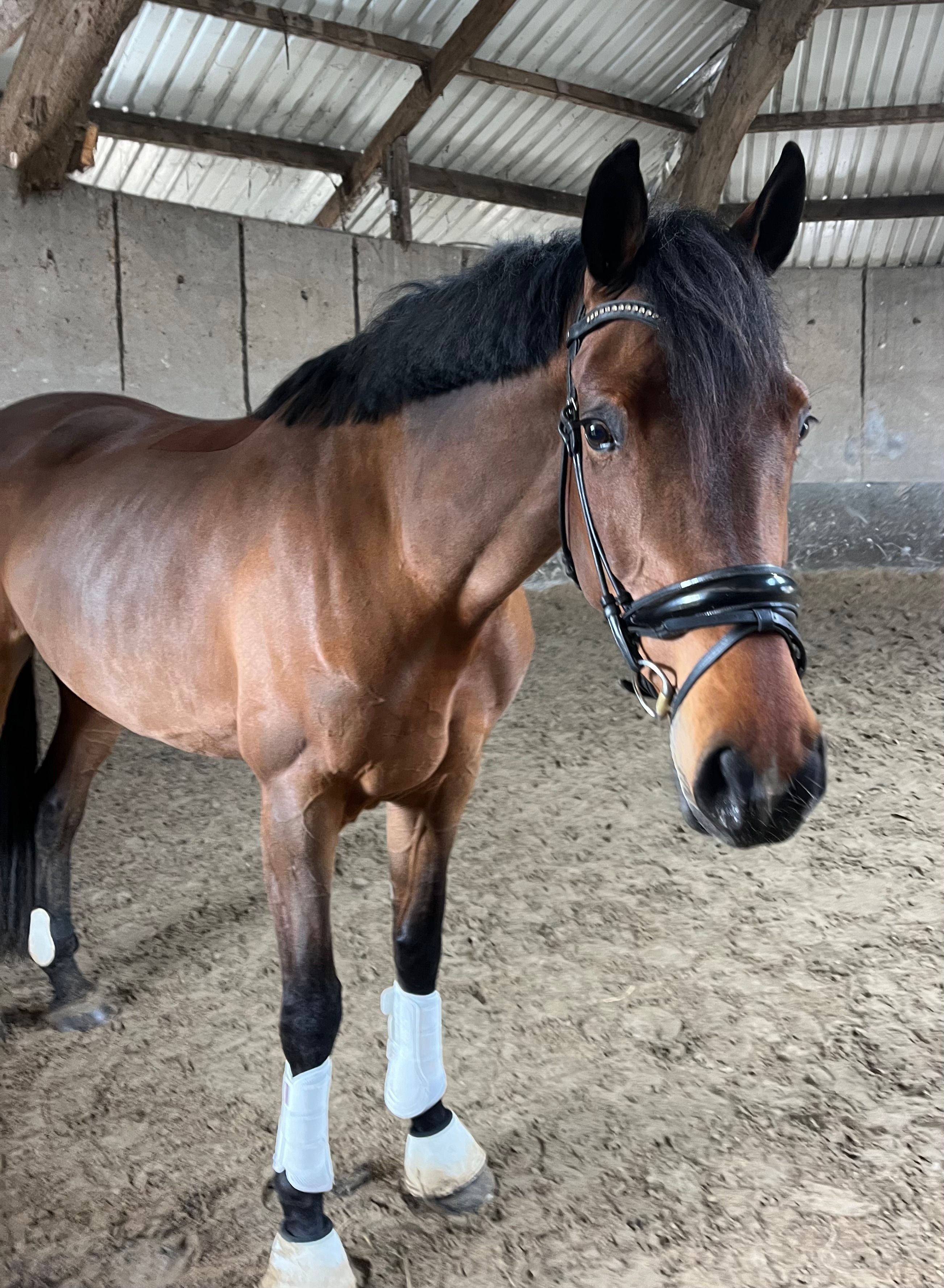 kwpn dressuurpaard merrie 7 歳 donkerbruin 売り出し中 - 写真 5