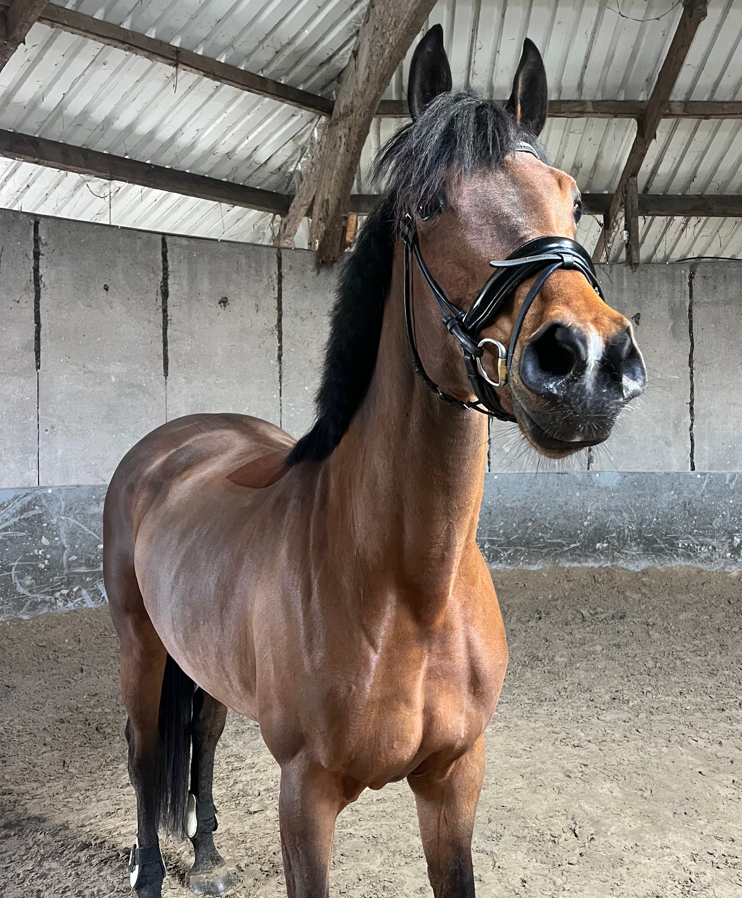 kwpn dressuurpaard merrie 7 歳 donkerbruin 売り出し中 - 写真 4