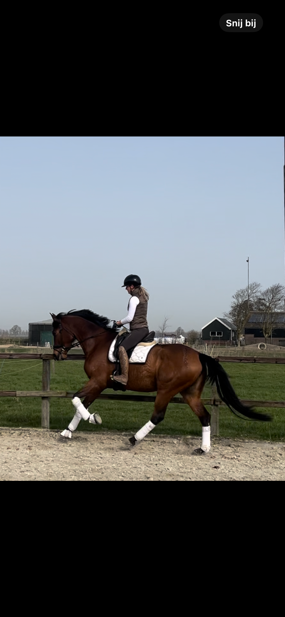 kwpn dressuurpaard merrie 7 歳 donkerbruin 売り出し中 - 写真 2