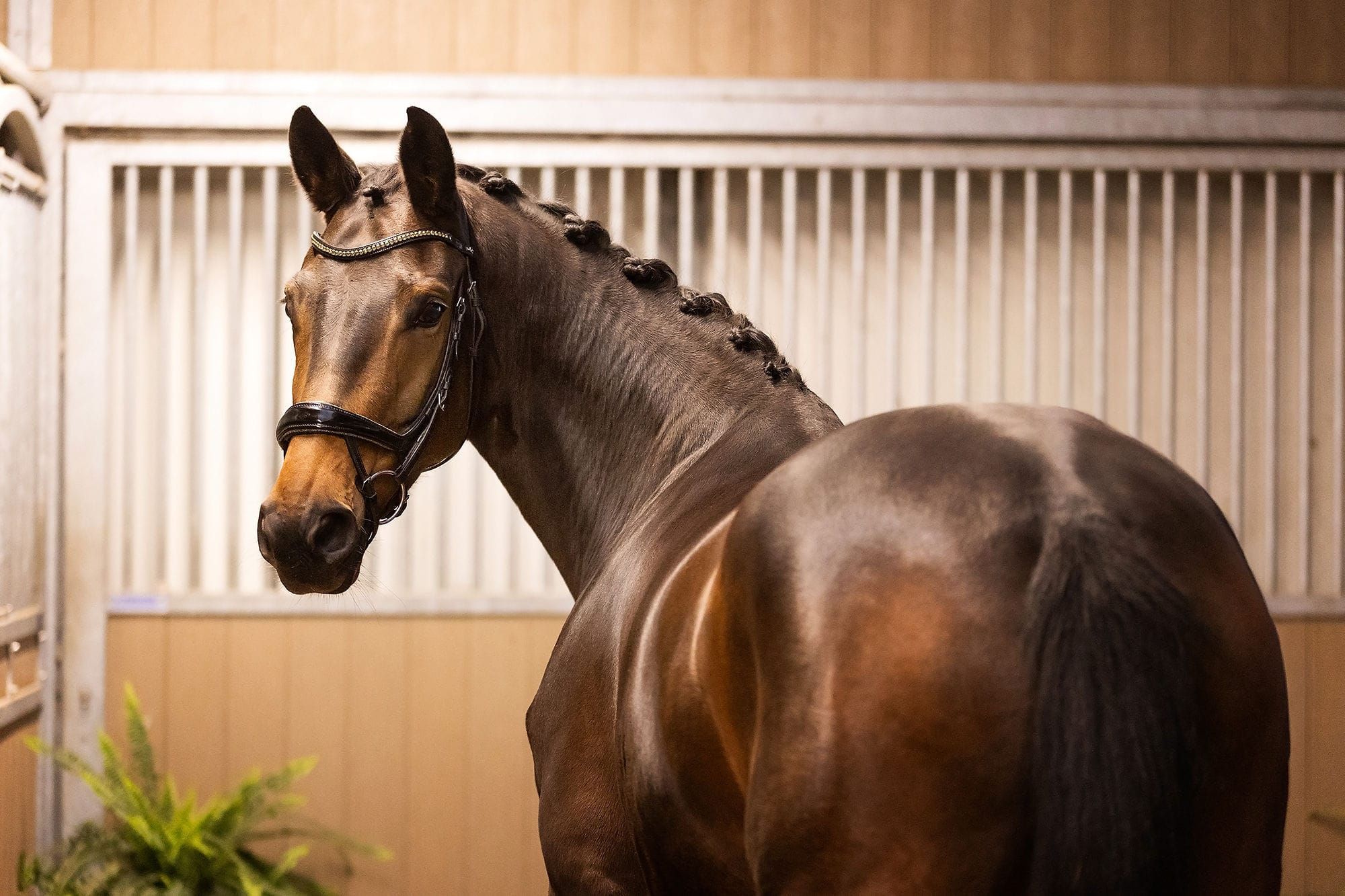 hannoveraan dressuurpaard merrie 5 years old bruin for sale - Photo 2