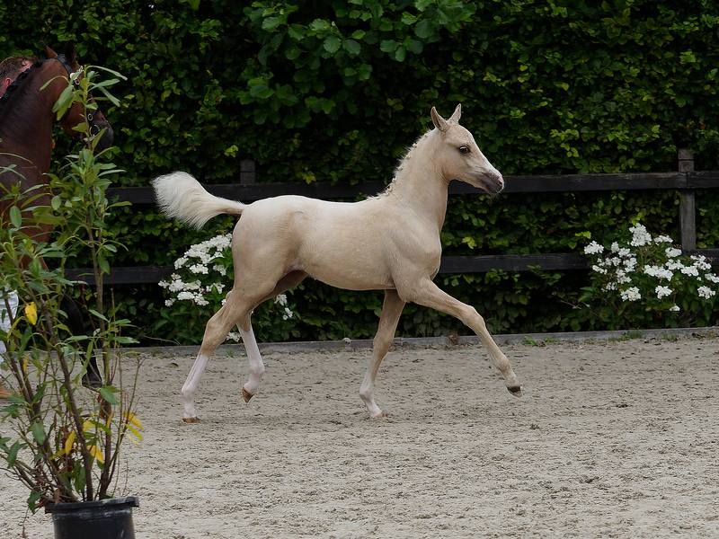 豪华帕洛米诺 D 型母马（1 岁）出自 Cassanova du Bois – 潜力之星 ROXY DEKKER