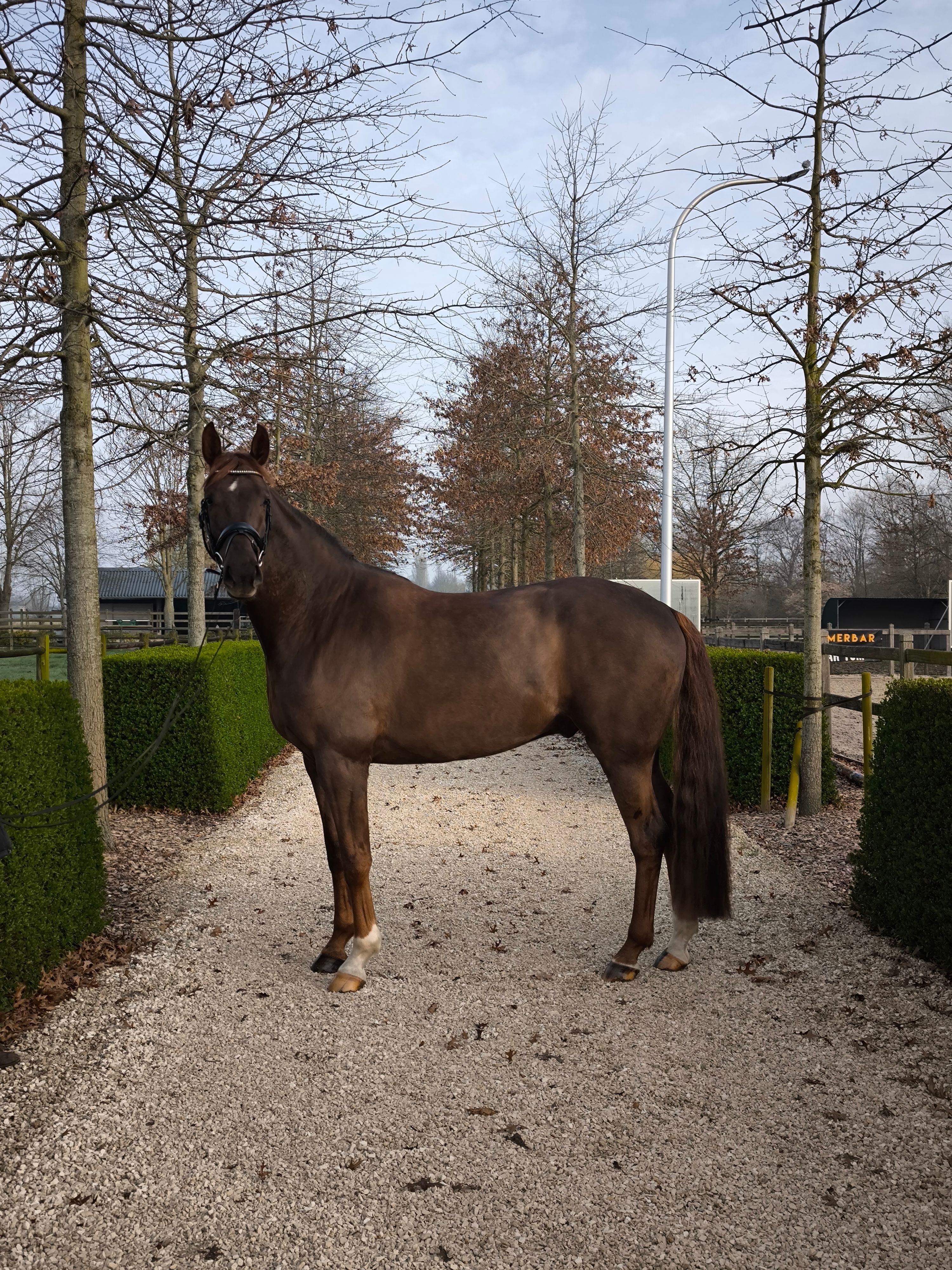 oldenburg dressuurpaard ruin 5 ans à vendre - Photo 3