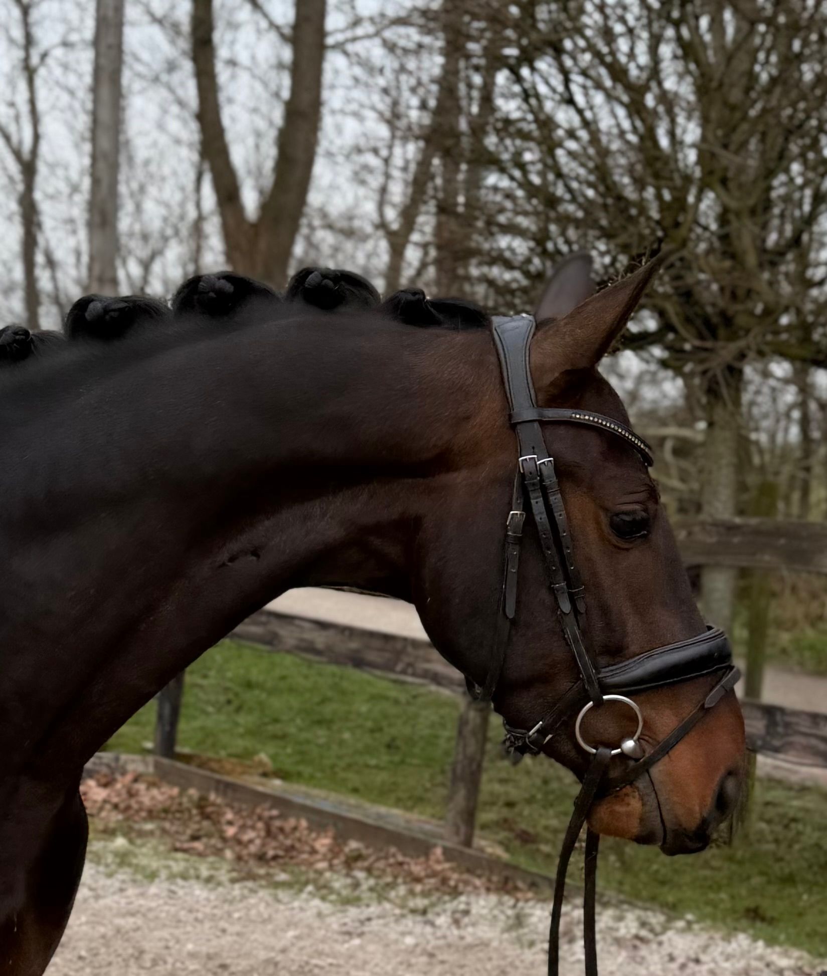 Super tolles Sportpferd mit Top-Charakter