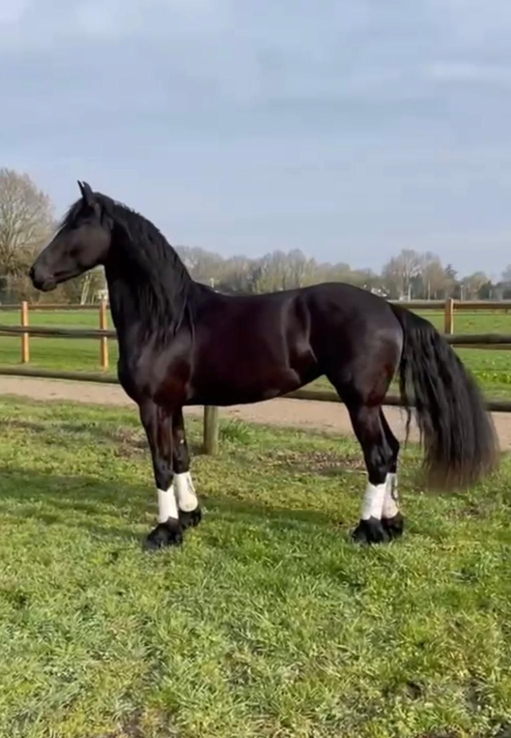 Magnifique jument de sport STER de 4 ans