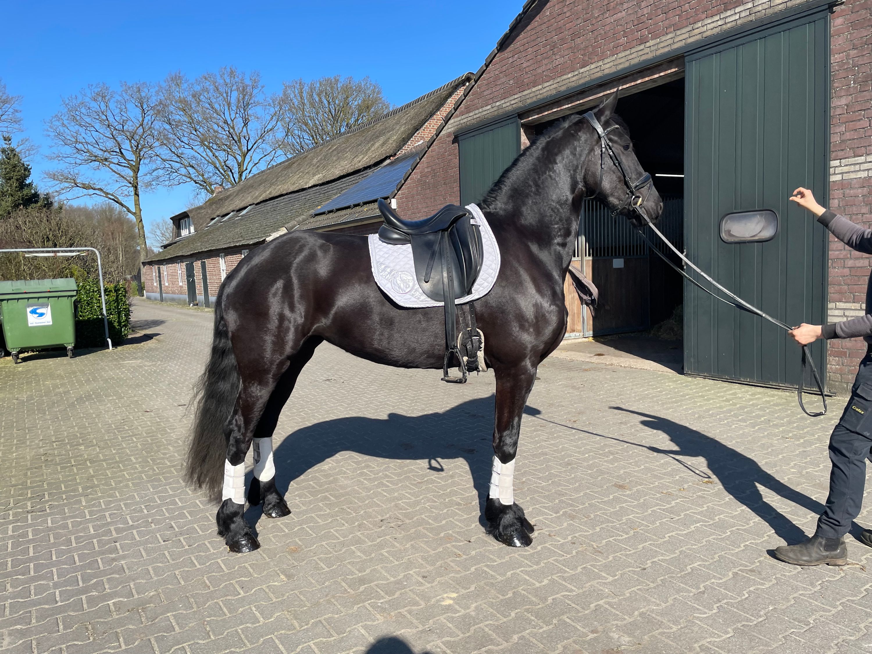 dressuurpaard merrie 4 ans zwart à vendre - Photo 2
