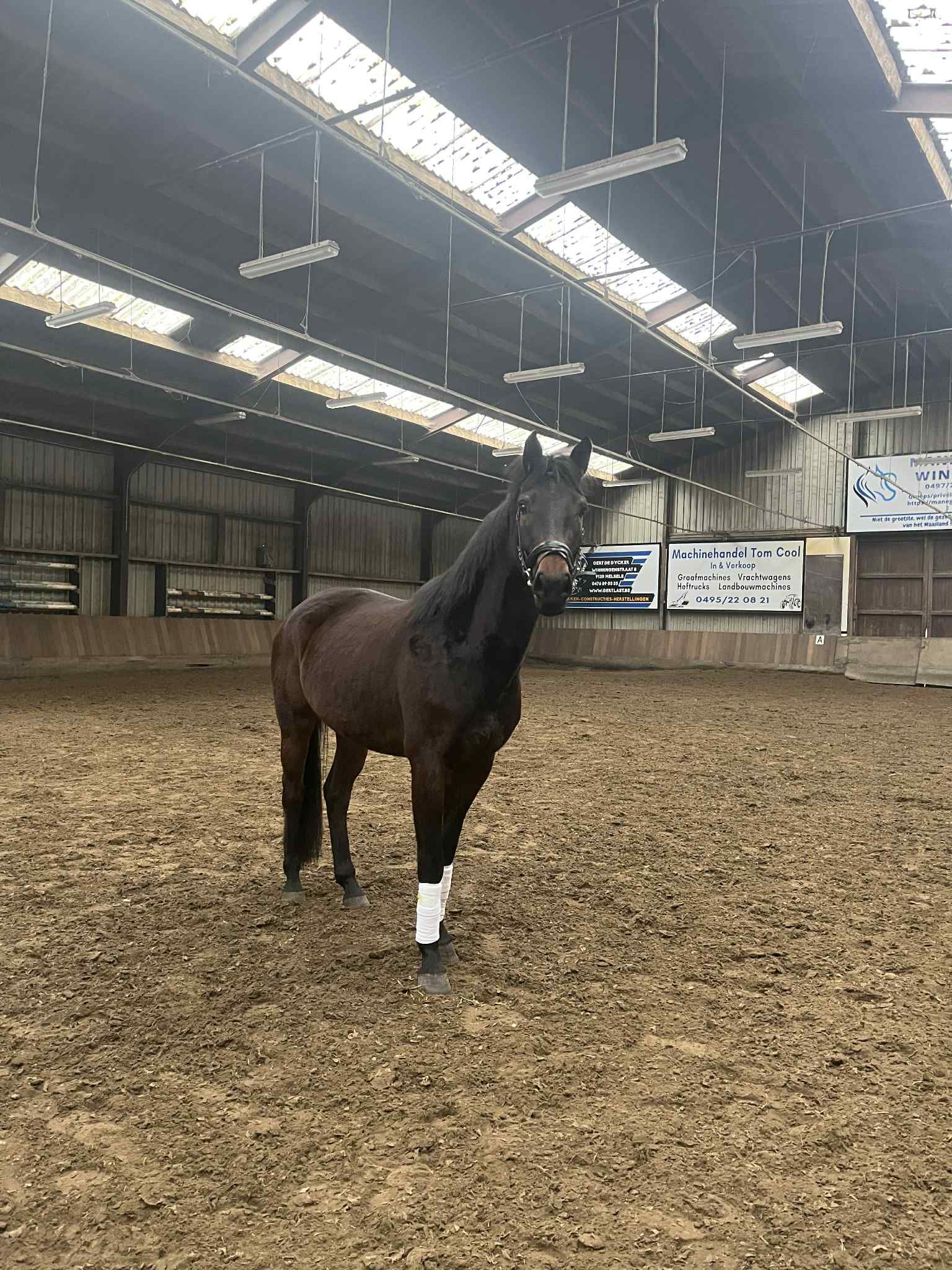 bwp dressuurpaard merrie 4 años donkerbruin en venta - Foto 2