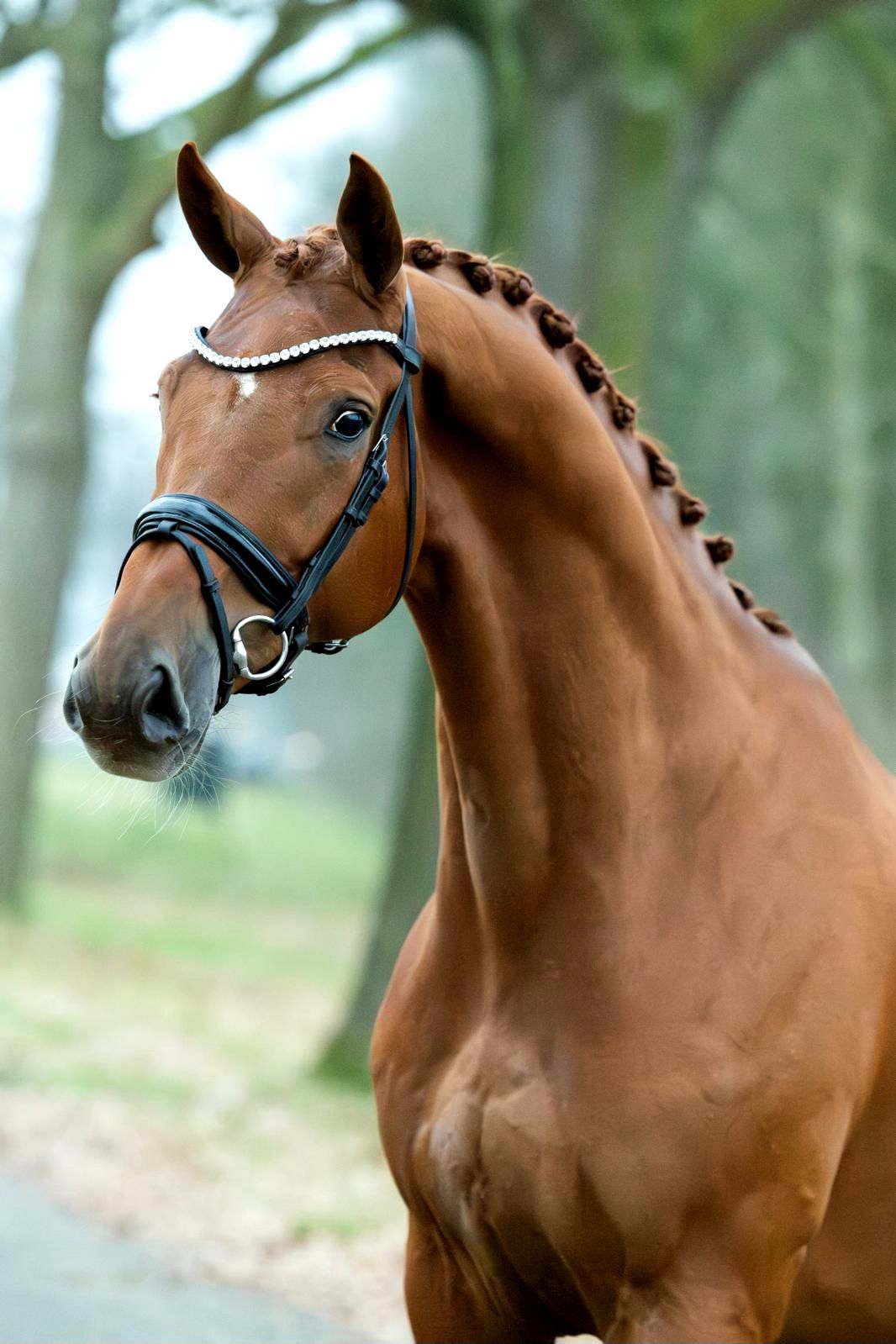 Beautiful dressage gelding offered by Donnerhall X Jazz