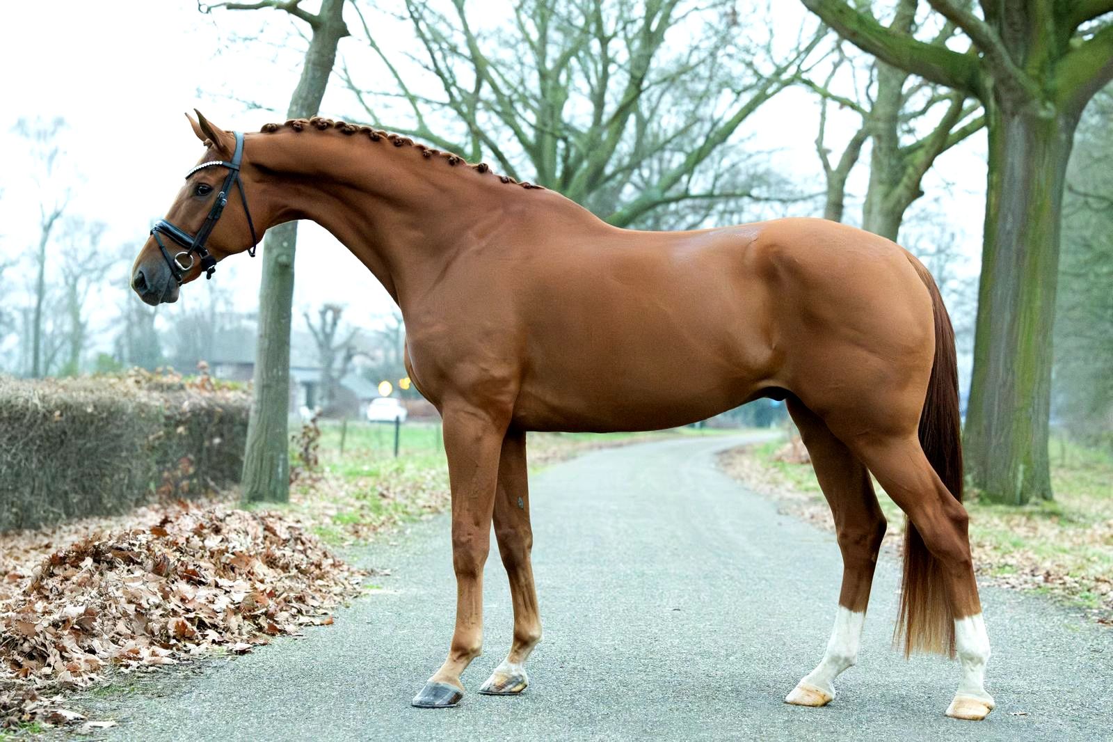 kwpn dressuurpaard ruin 8 years old vos for sale - Photo 4