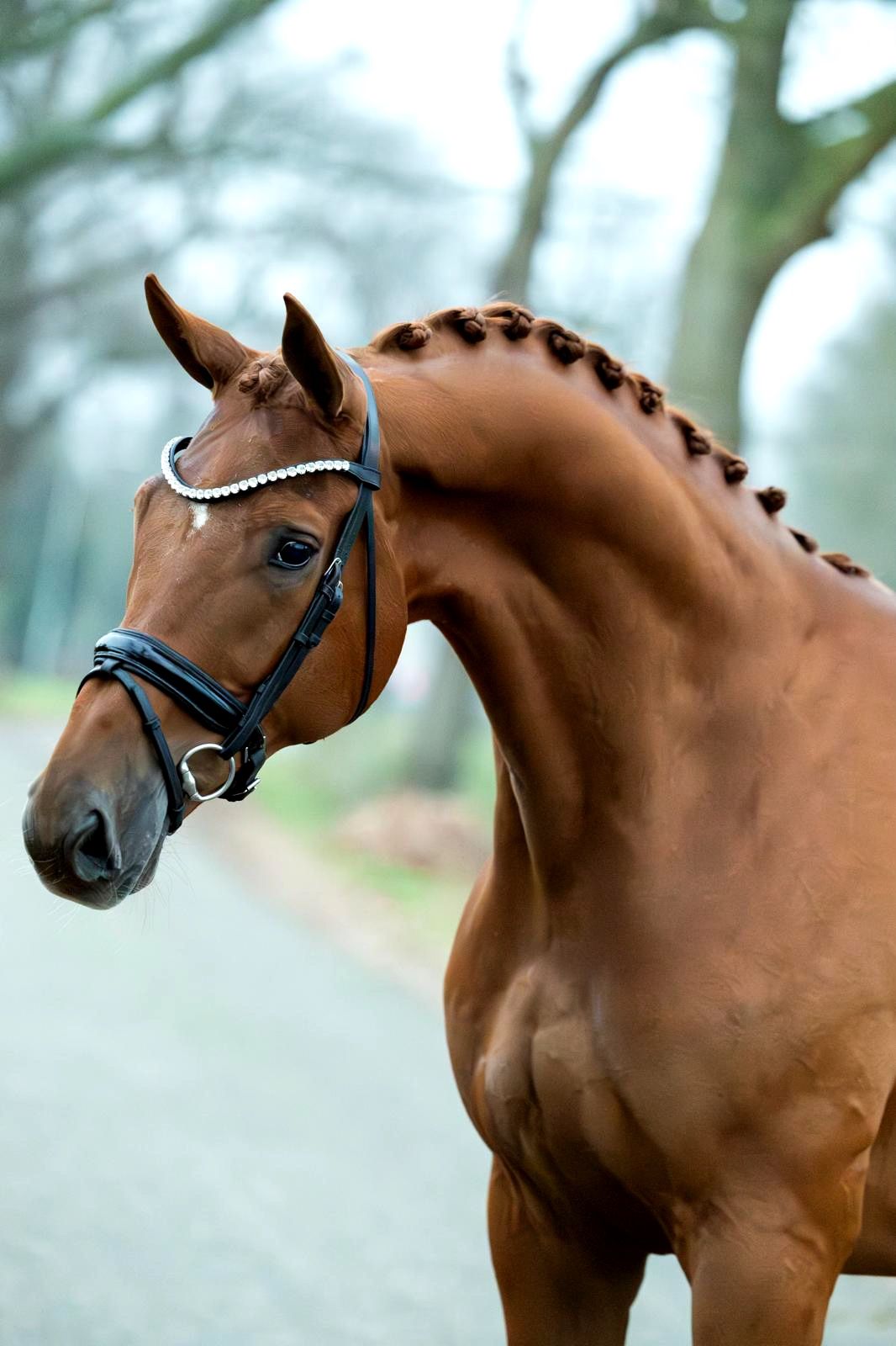 kwpn dressuurpaard ruin 8 years old vos for sale - Photo 2