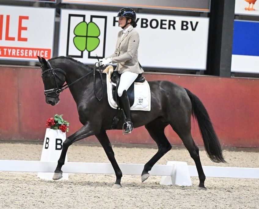 美しいZ1レベル馬場馬術用牝馬宣